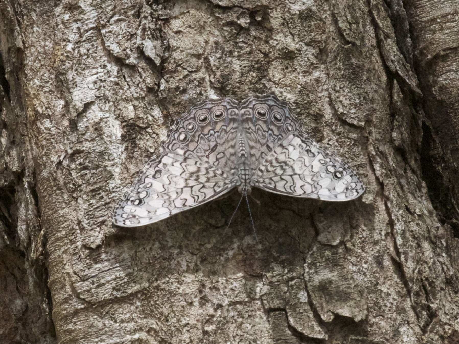 hamadryas_amphichloe2bd