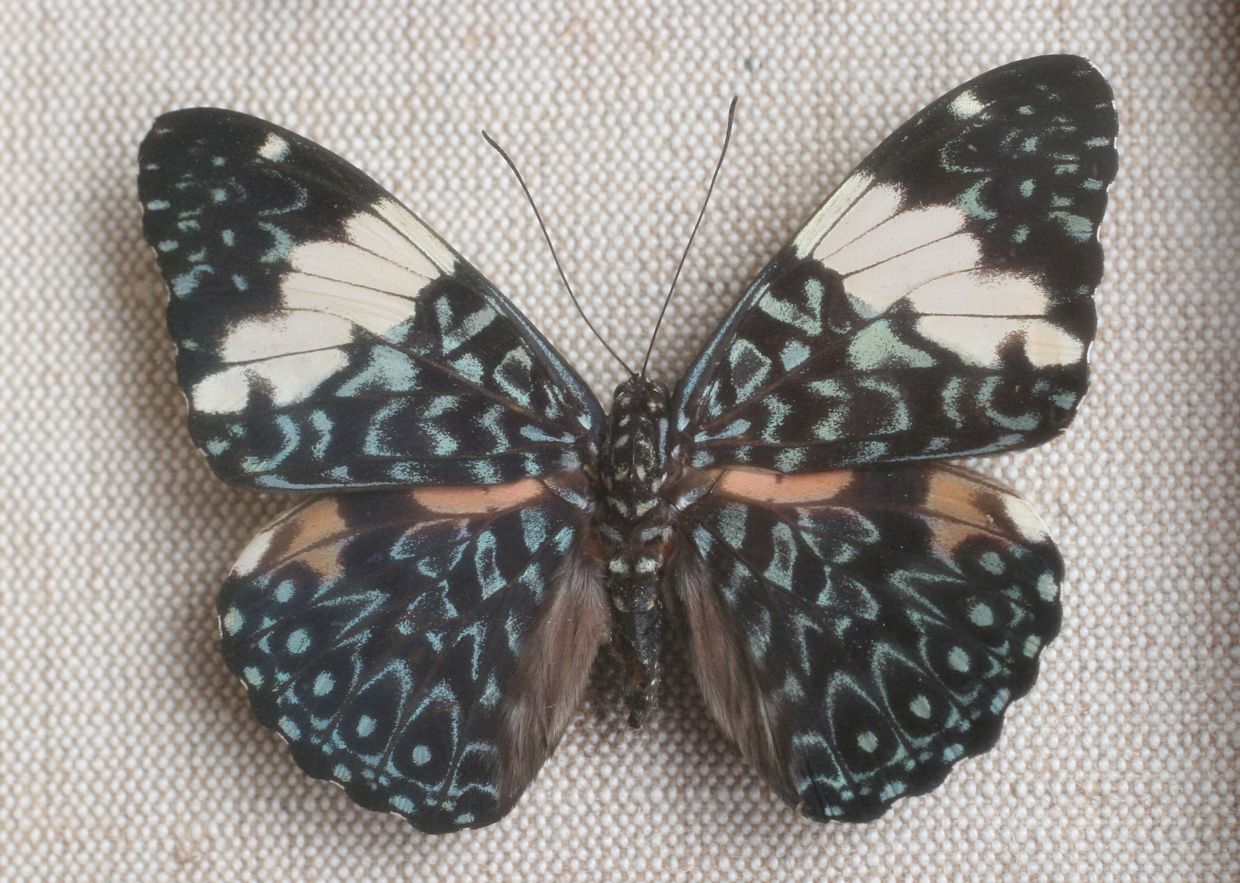 hamadryas_amphinome1md