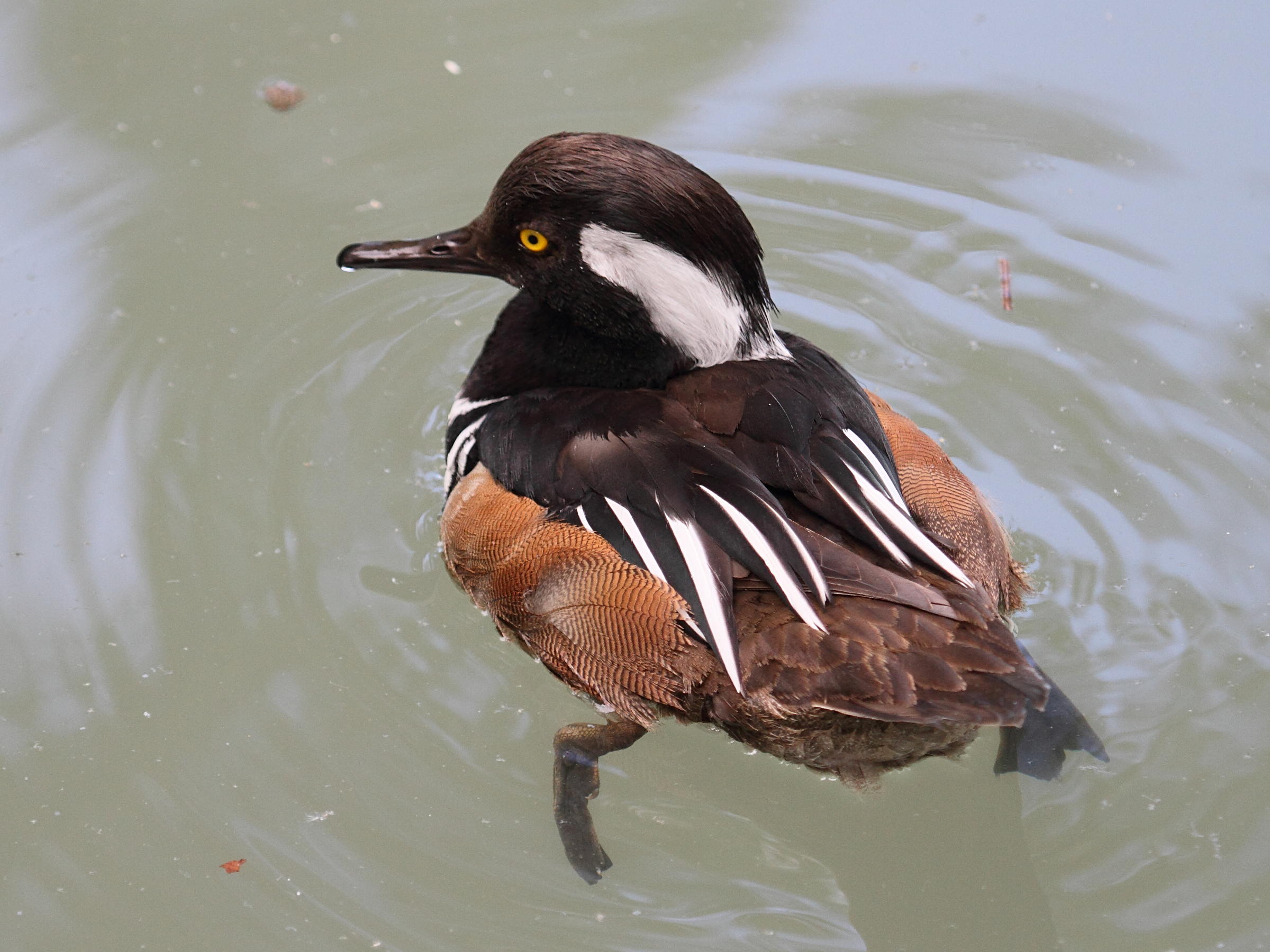 harle_couronne_-_lophodytes_cucullatus4bd