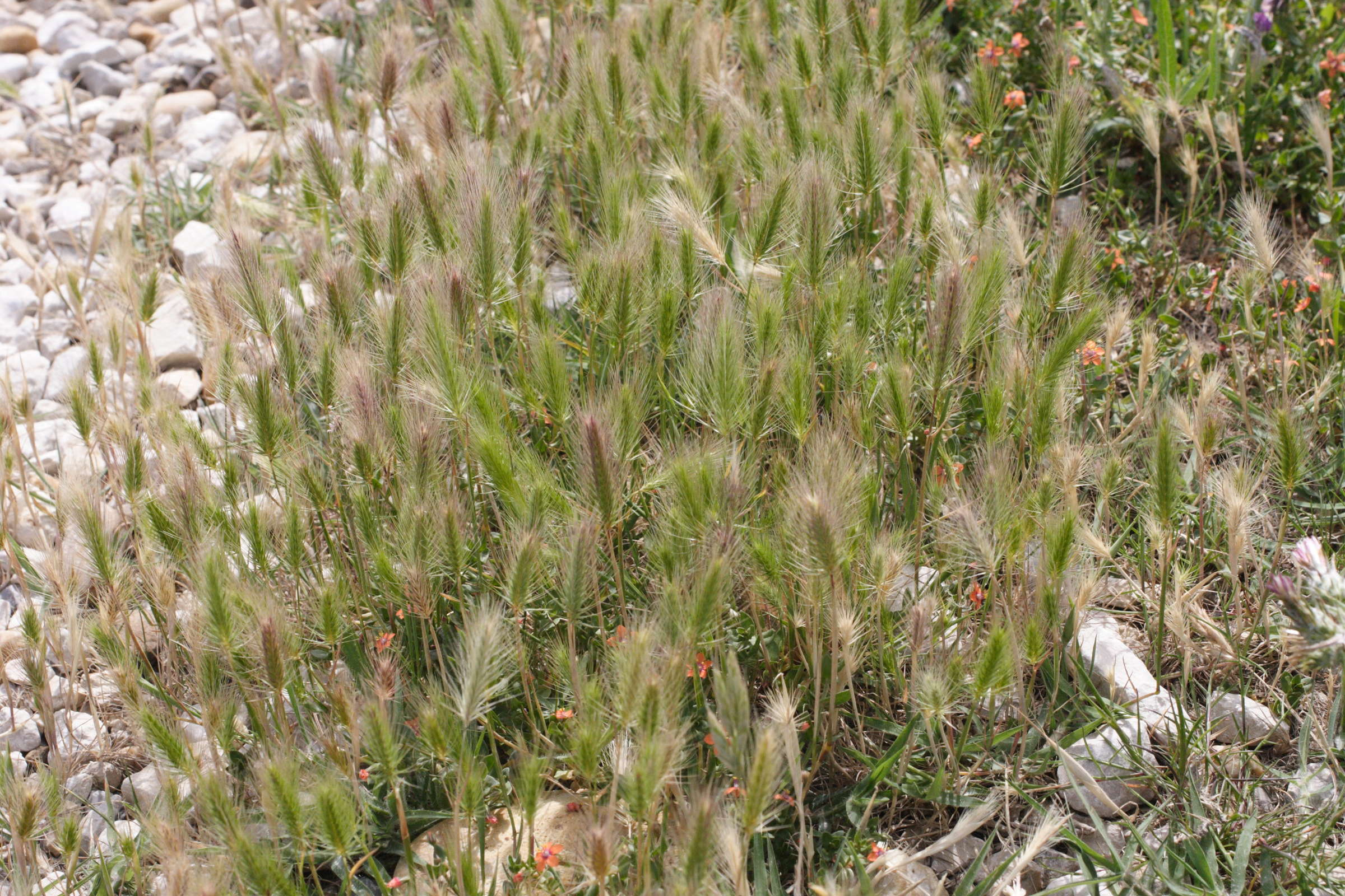 hordeum_marinum1md
