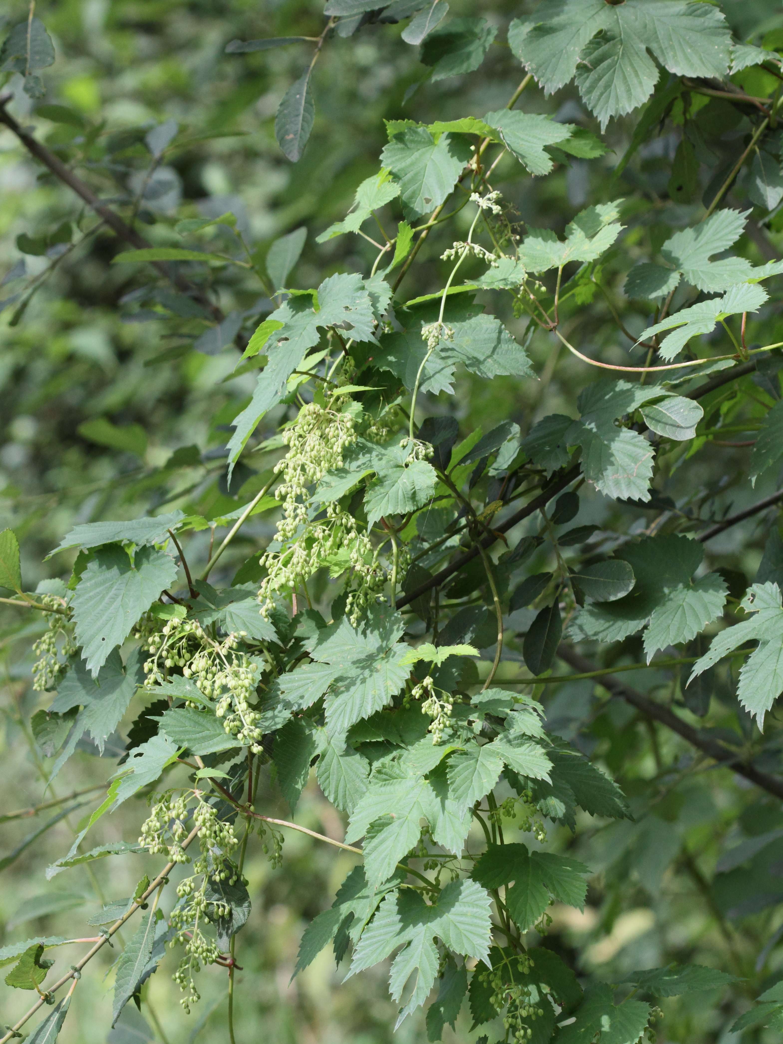 humulus_lupulus5bd