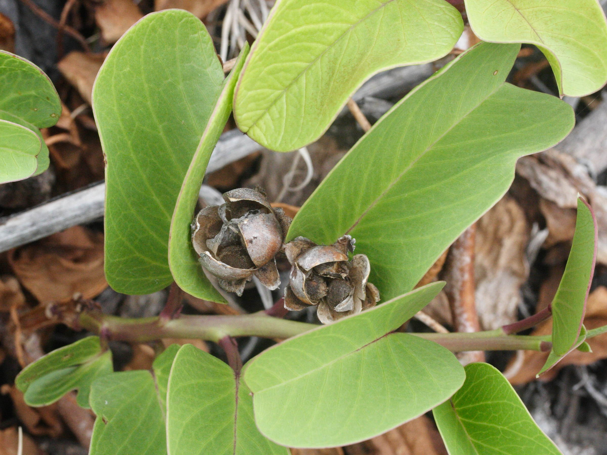 Afficher le média ipomoea_pes-caprae5md ipomoea_pes-caprae5md