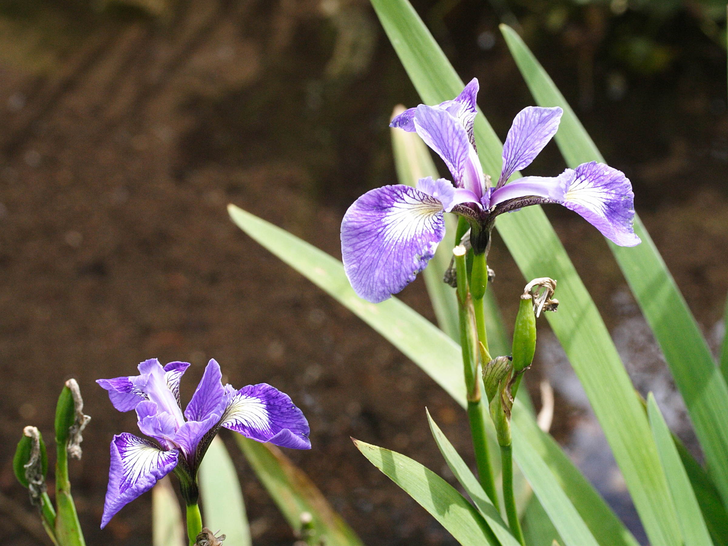 iris_versicolor2md