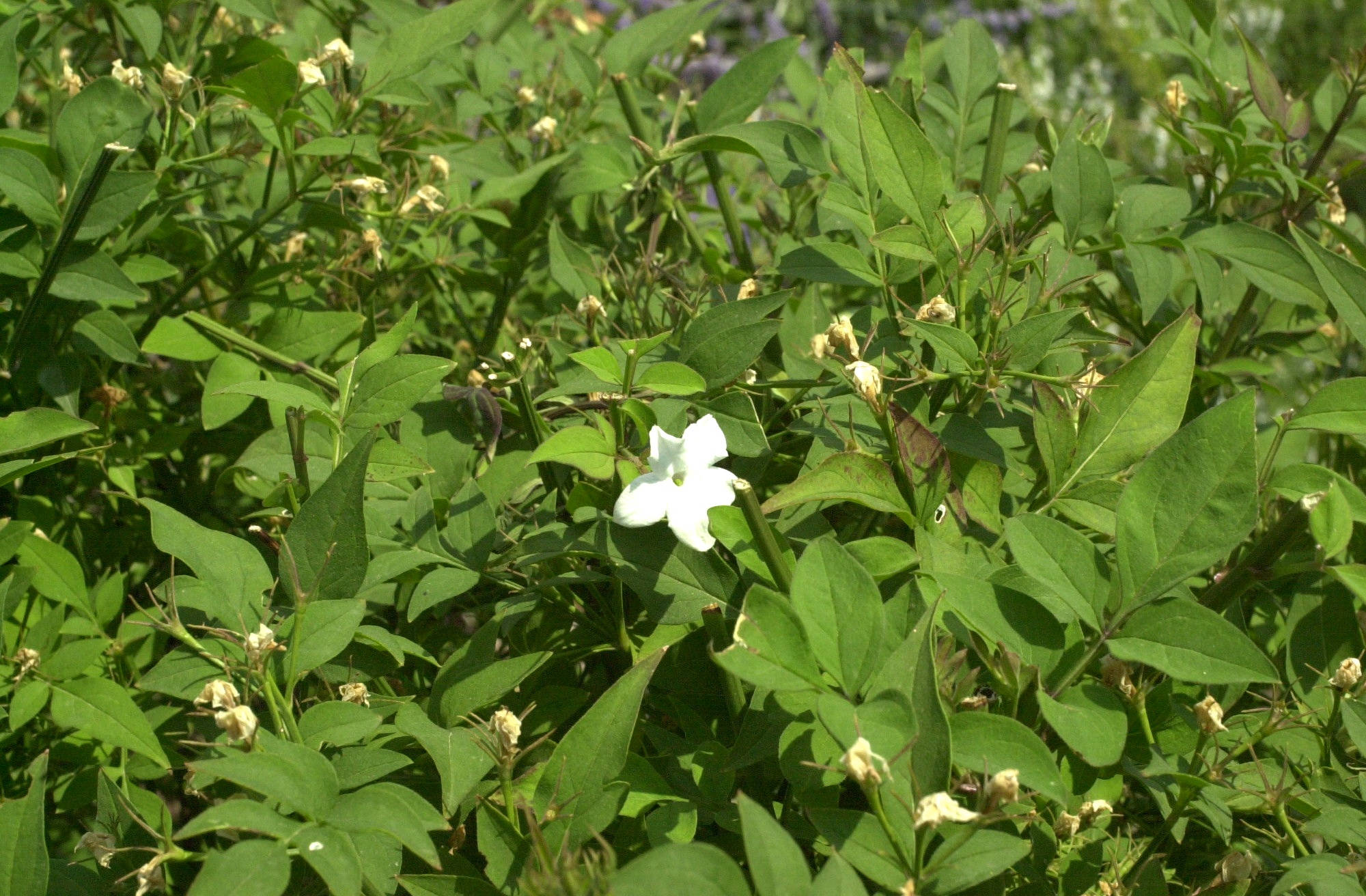 jasminum_officinale1md