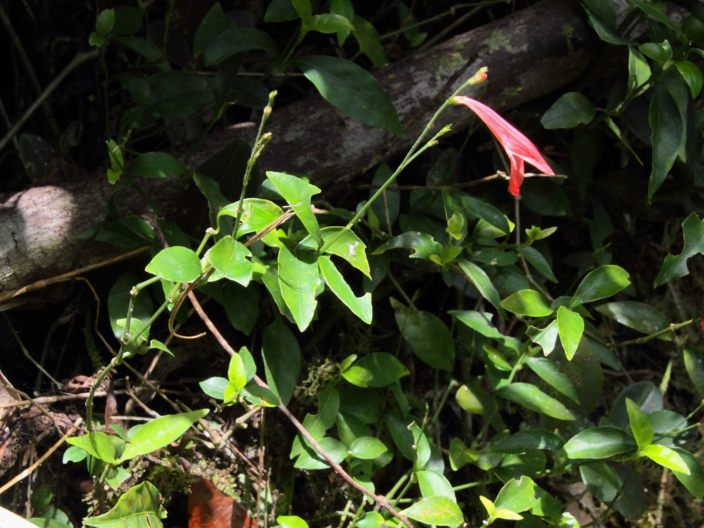 justicia_oerstedii1md