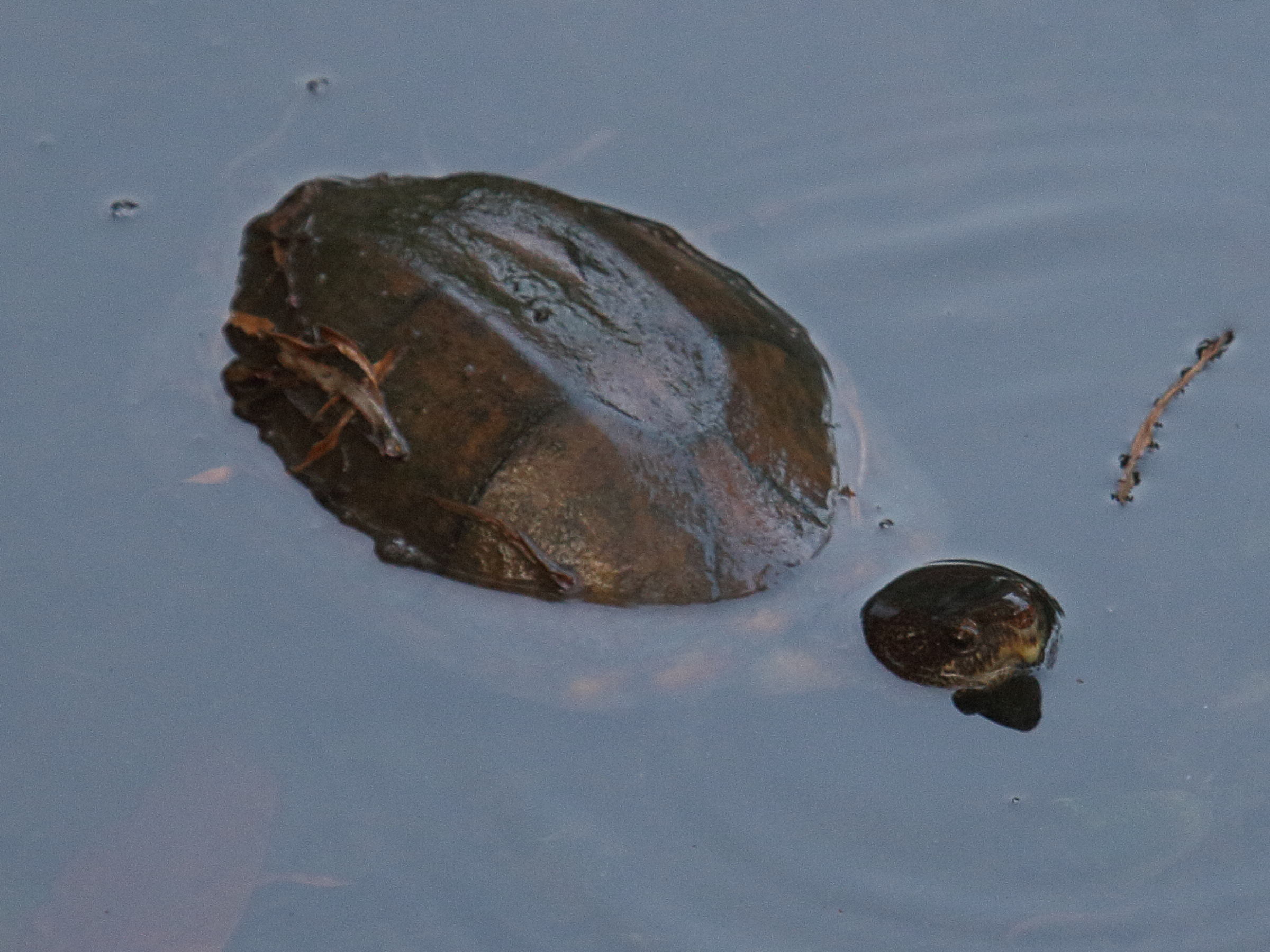 kinosternon_leucostomum2bd