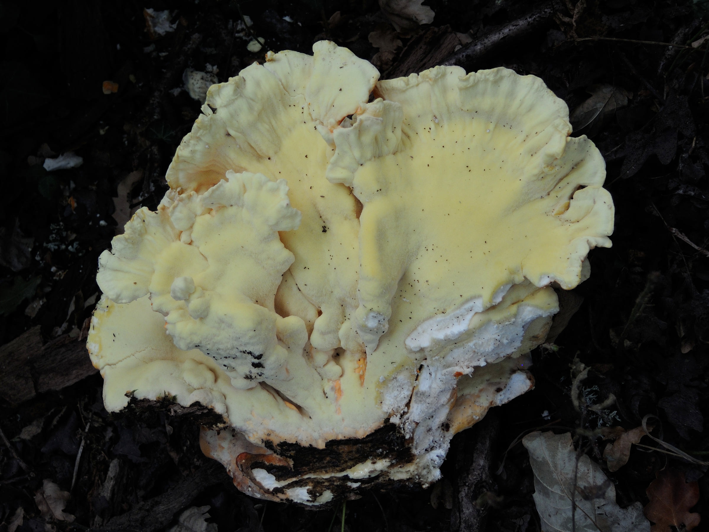 Afficher le média laetiporus_sulphureus7md laetiporus_sulphureus7md