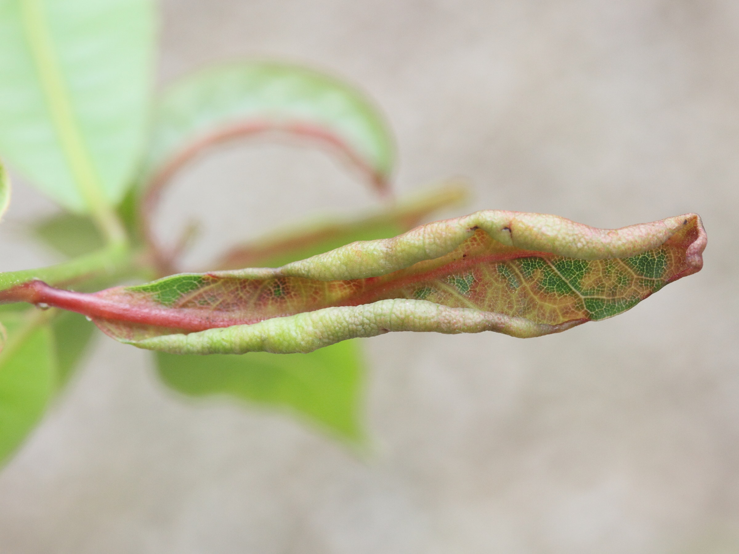 lauritrioza_alacris_galle3md