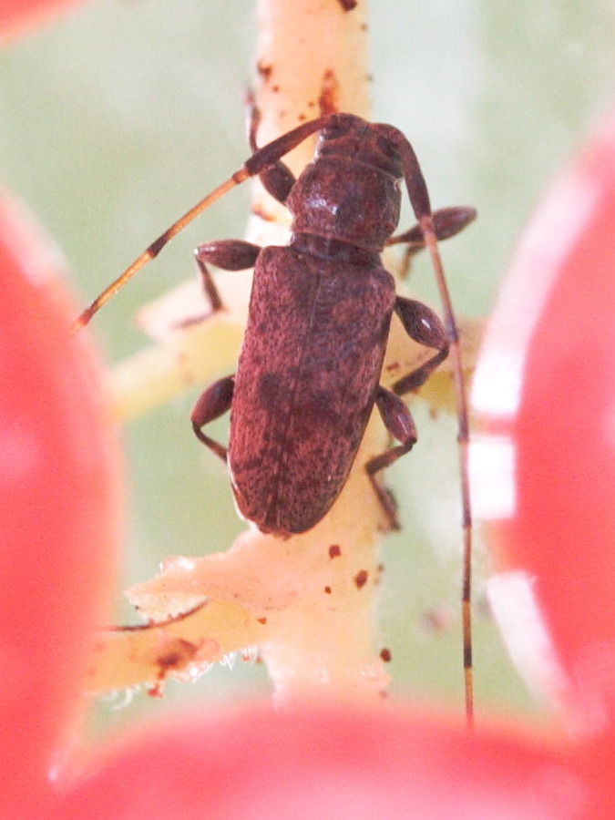 leiopus_femoratus1md