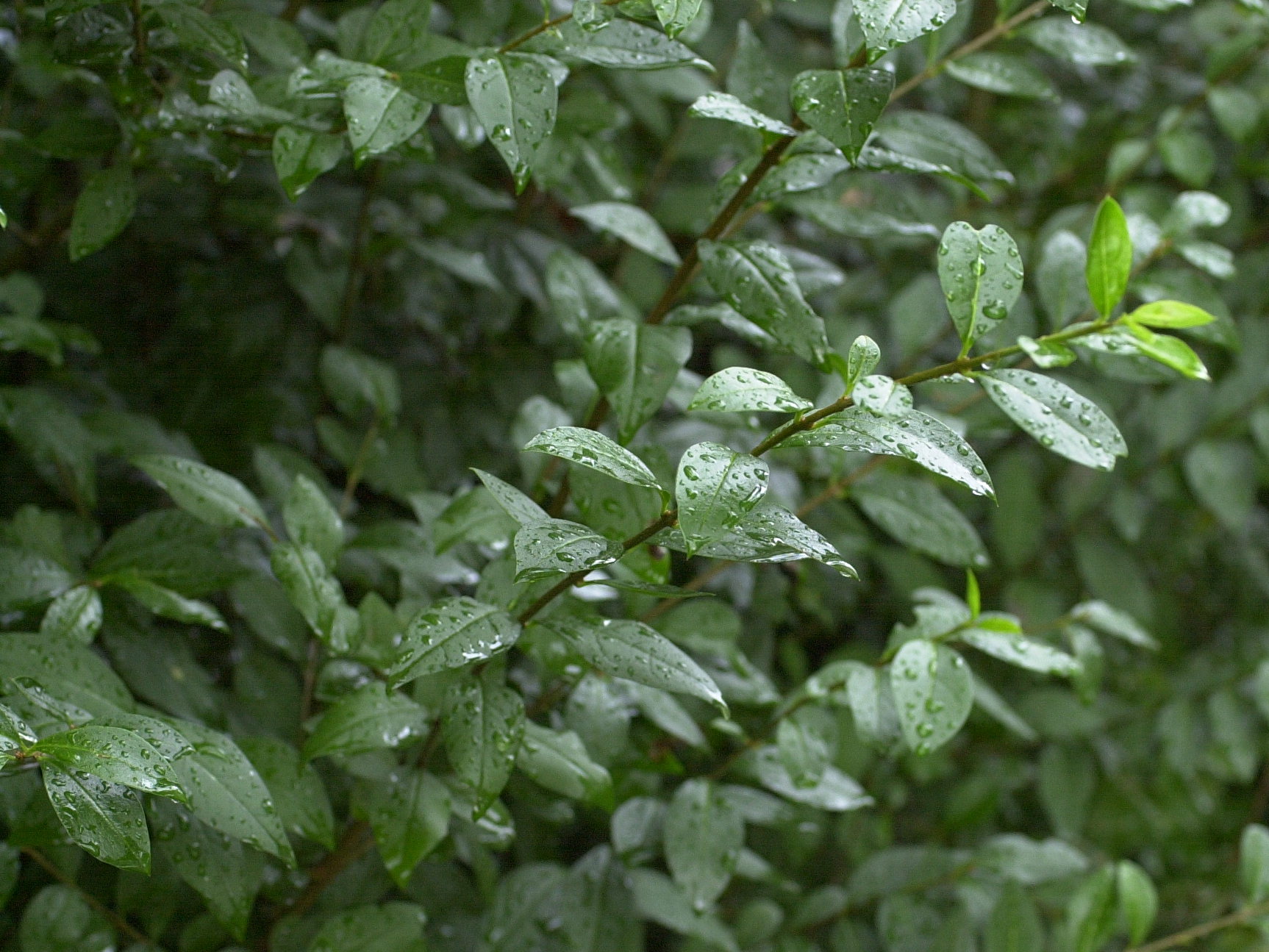 ligustrum_ovalifolium1bmd