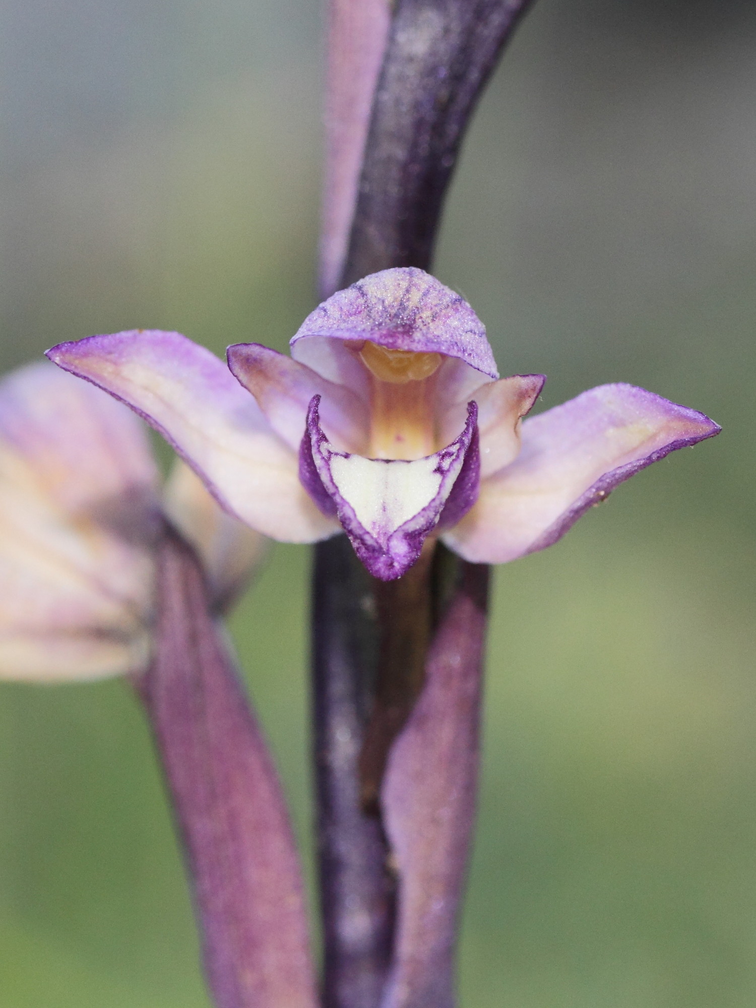 limodorum_abortivum4md