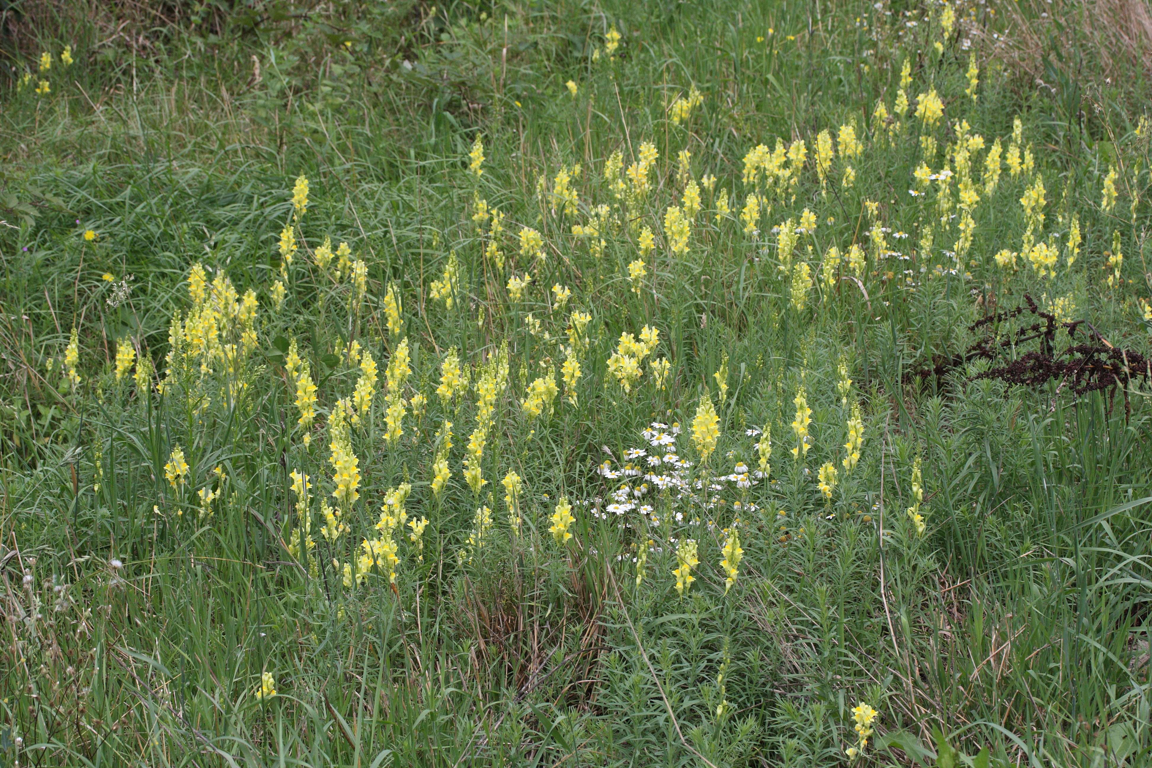 Afficher le média linaria_vulgaris1bmd linaria_vulgaris1bmd