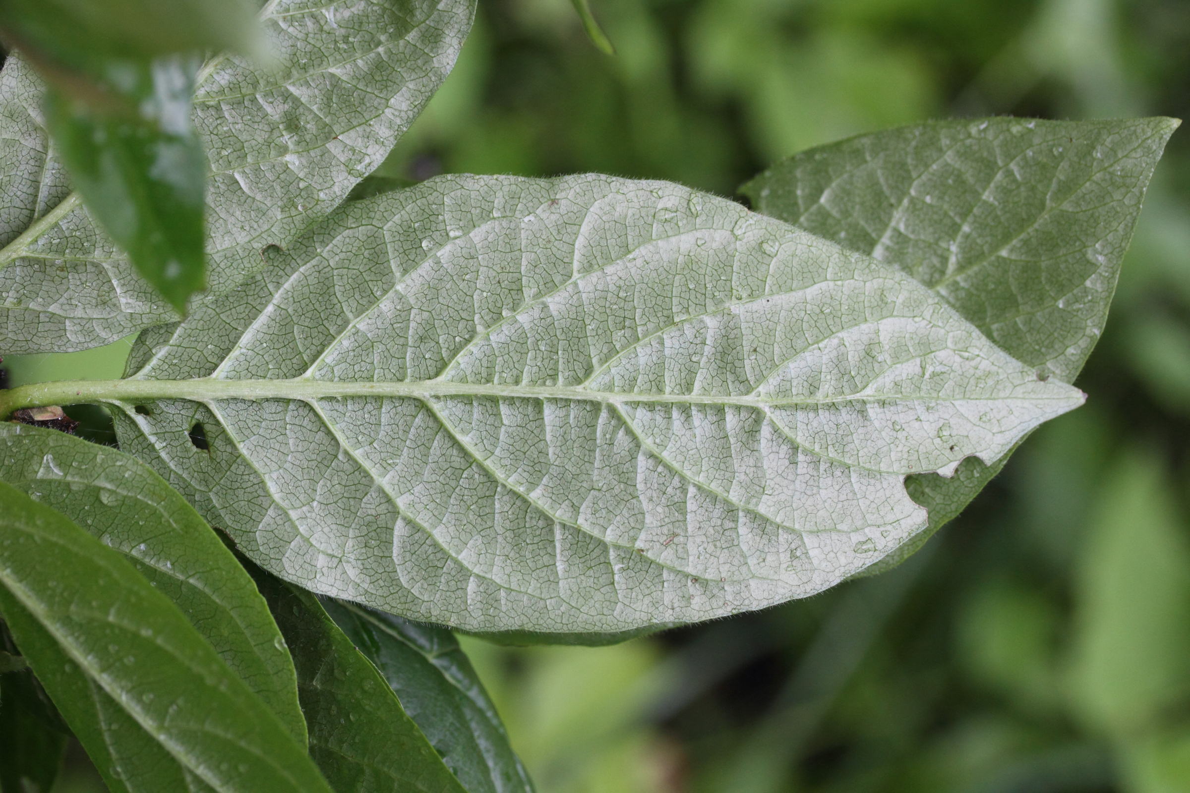 lonicera_alpigena5md