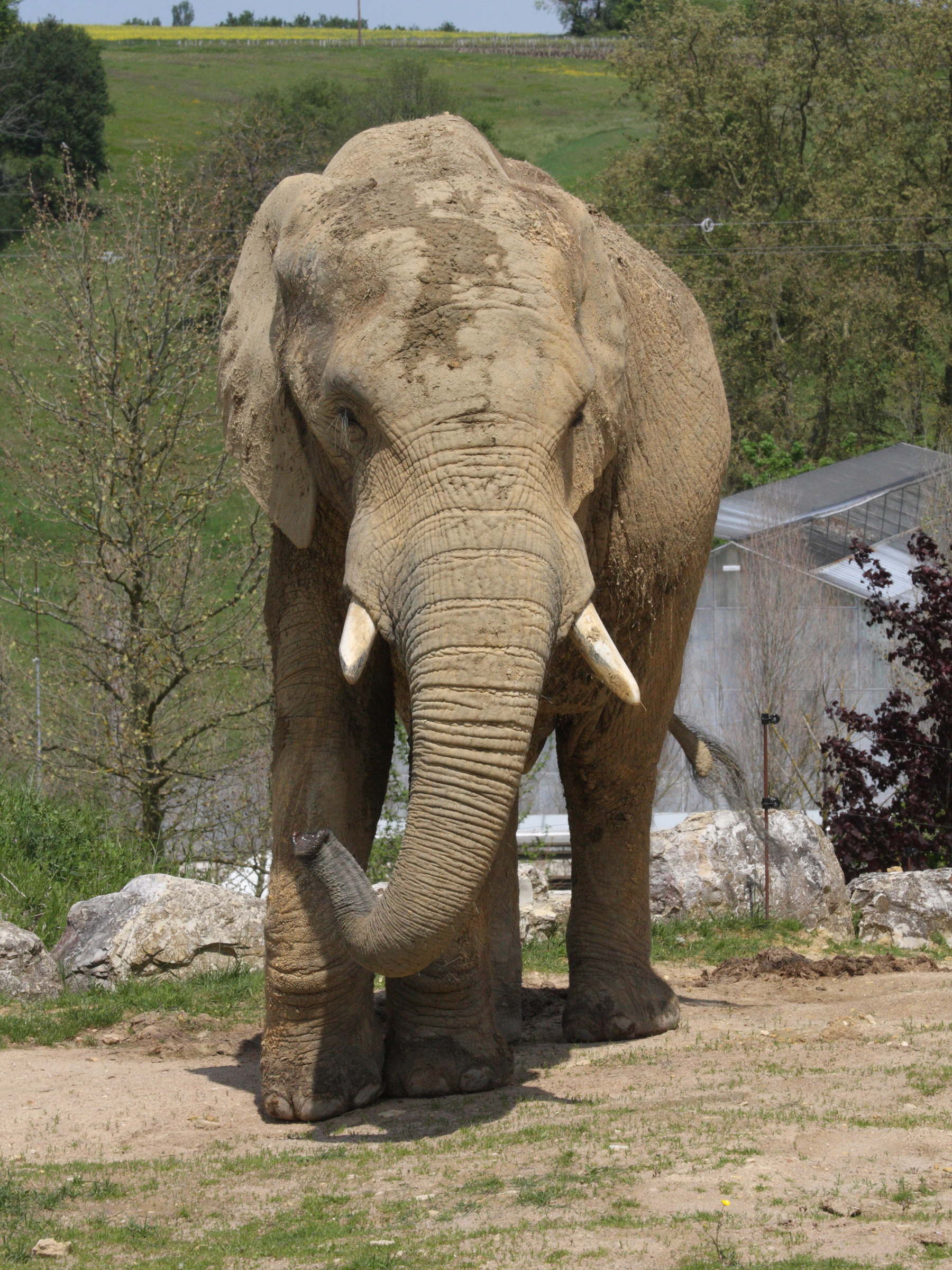 loxodonta_africana2md