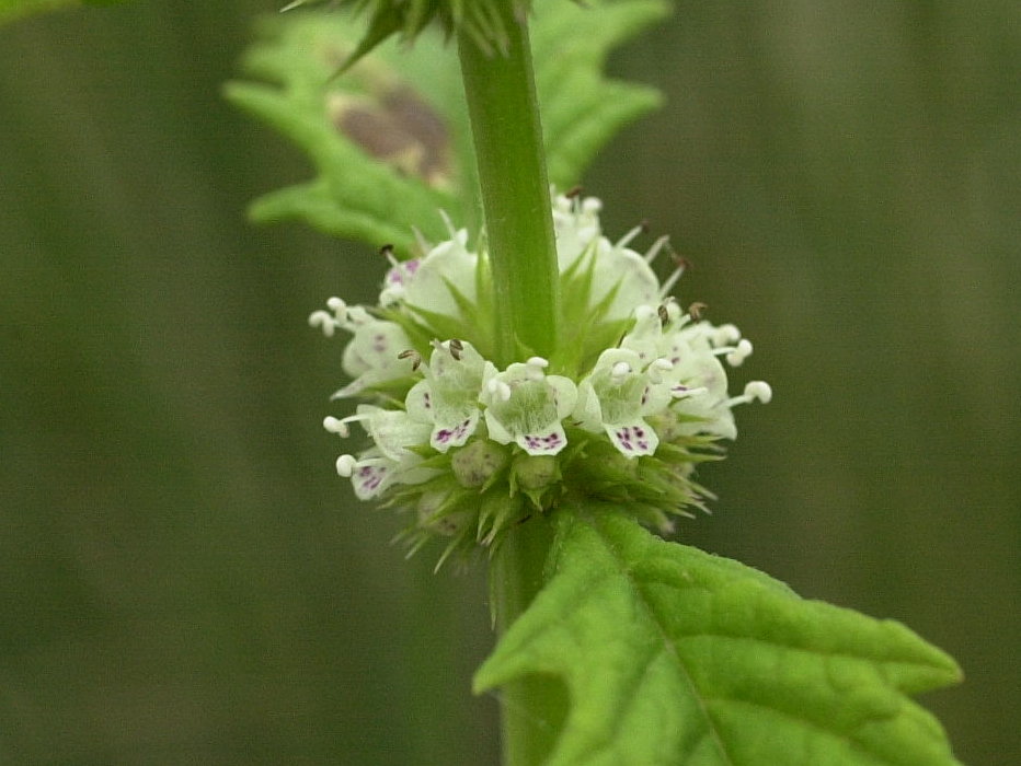 Afficher le média lycopus_europaeus3md lycopus_europaeus3md