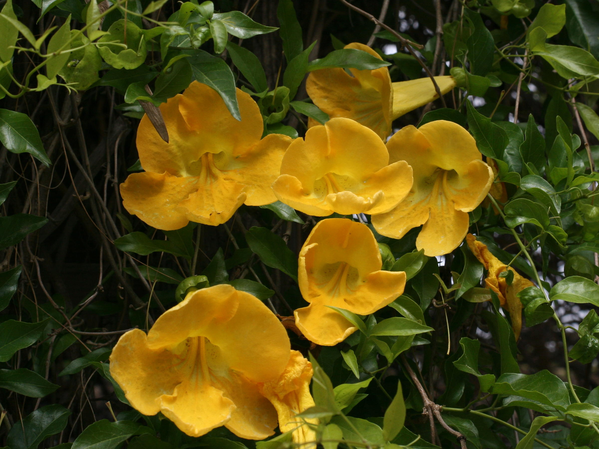 macfadyena_unguis-cati3bd