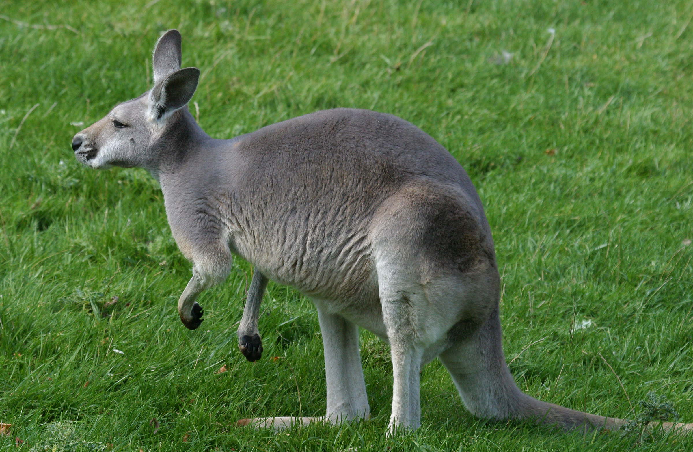 macropus_rufus1bd