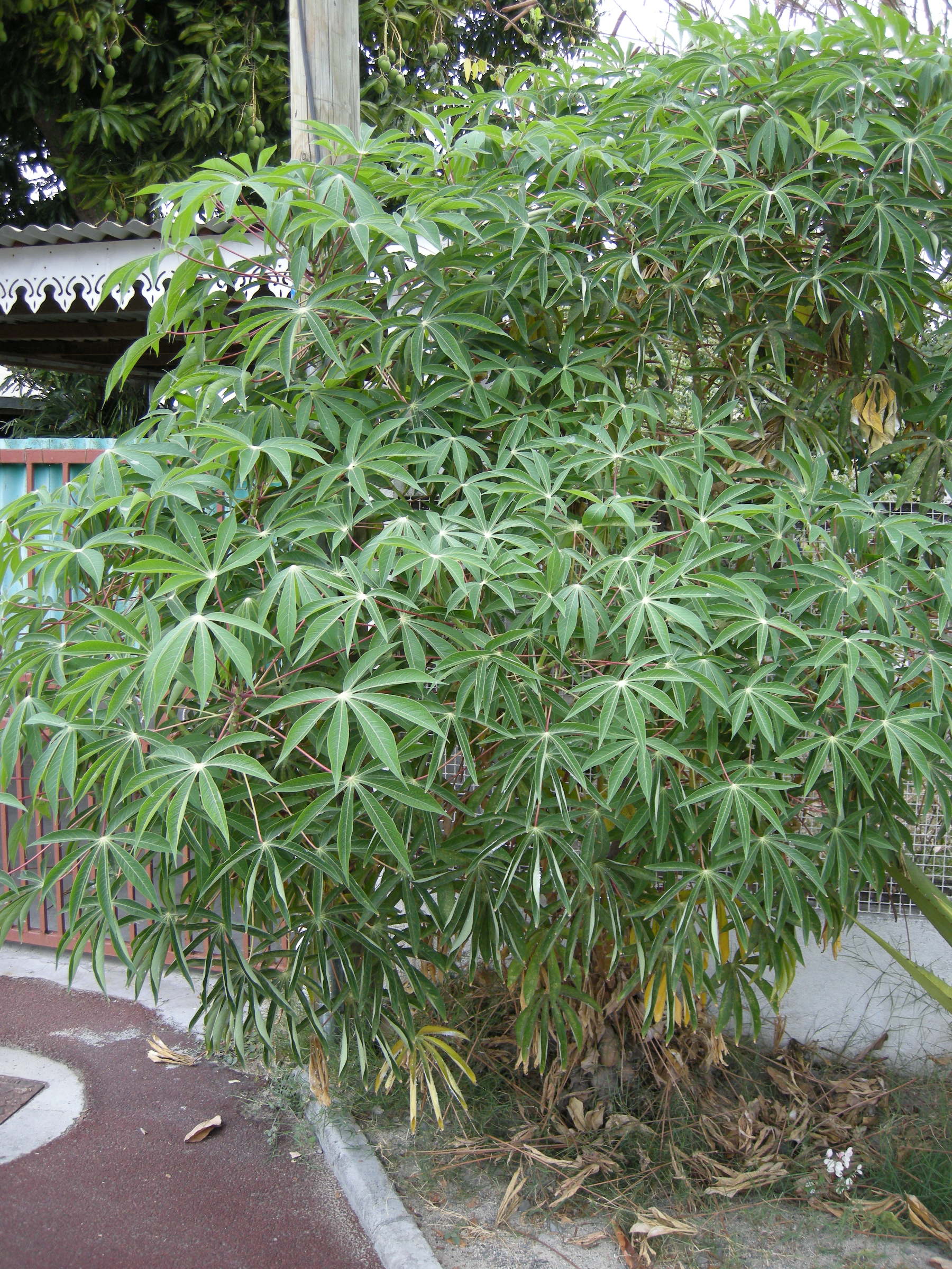 Afficher le média manihot_esculenta1md manihot_esculenta1md