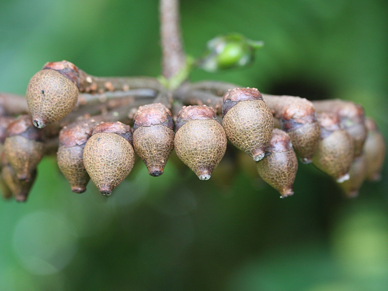 marcgravia_umbellata4md