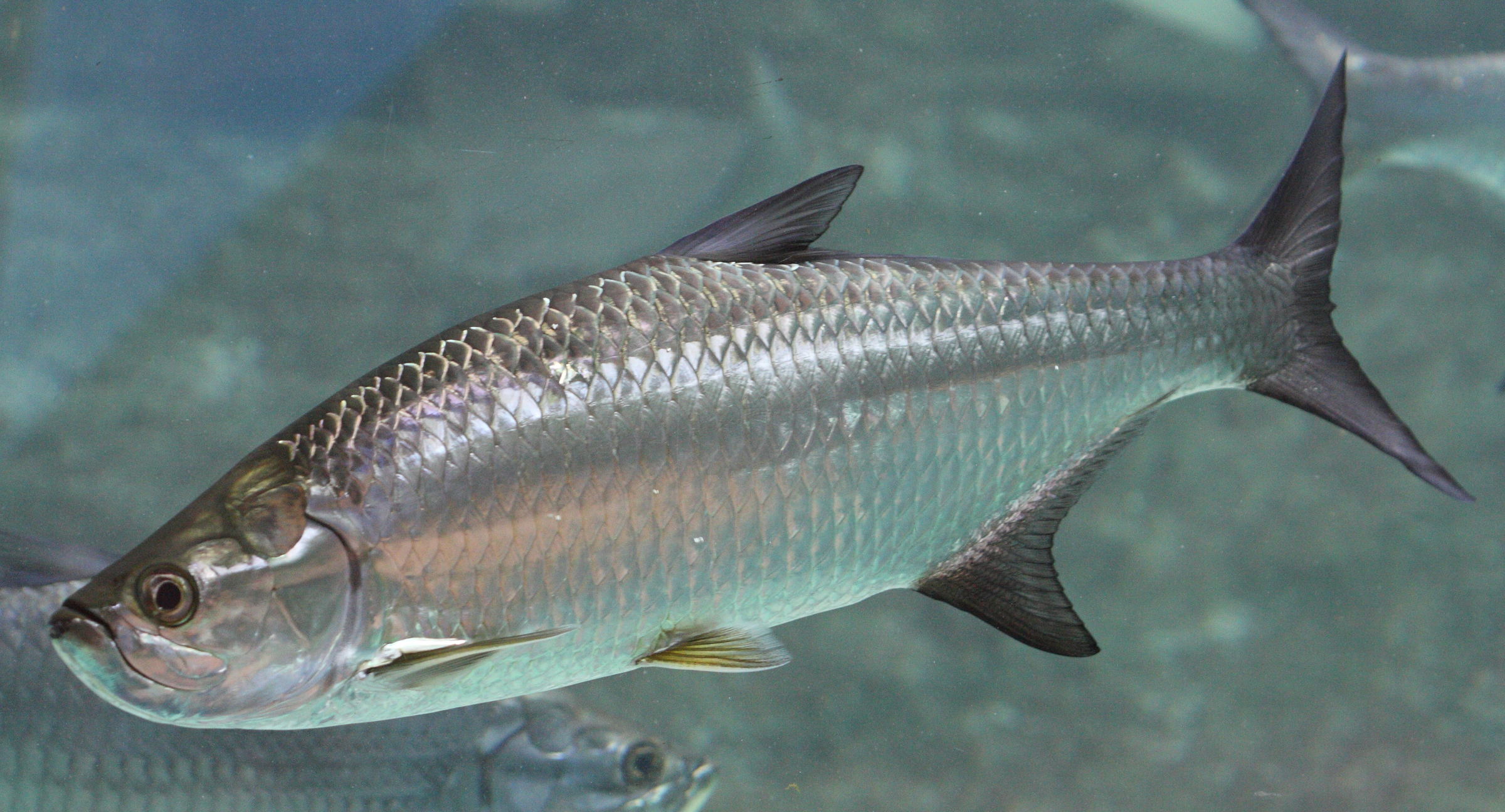 megalops_atlanticus2bd