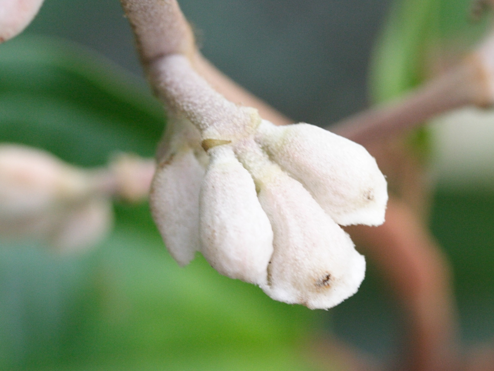 miconia_mirabilis3md