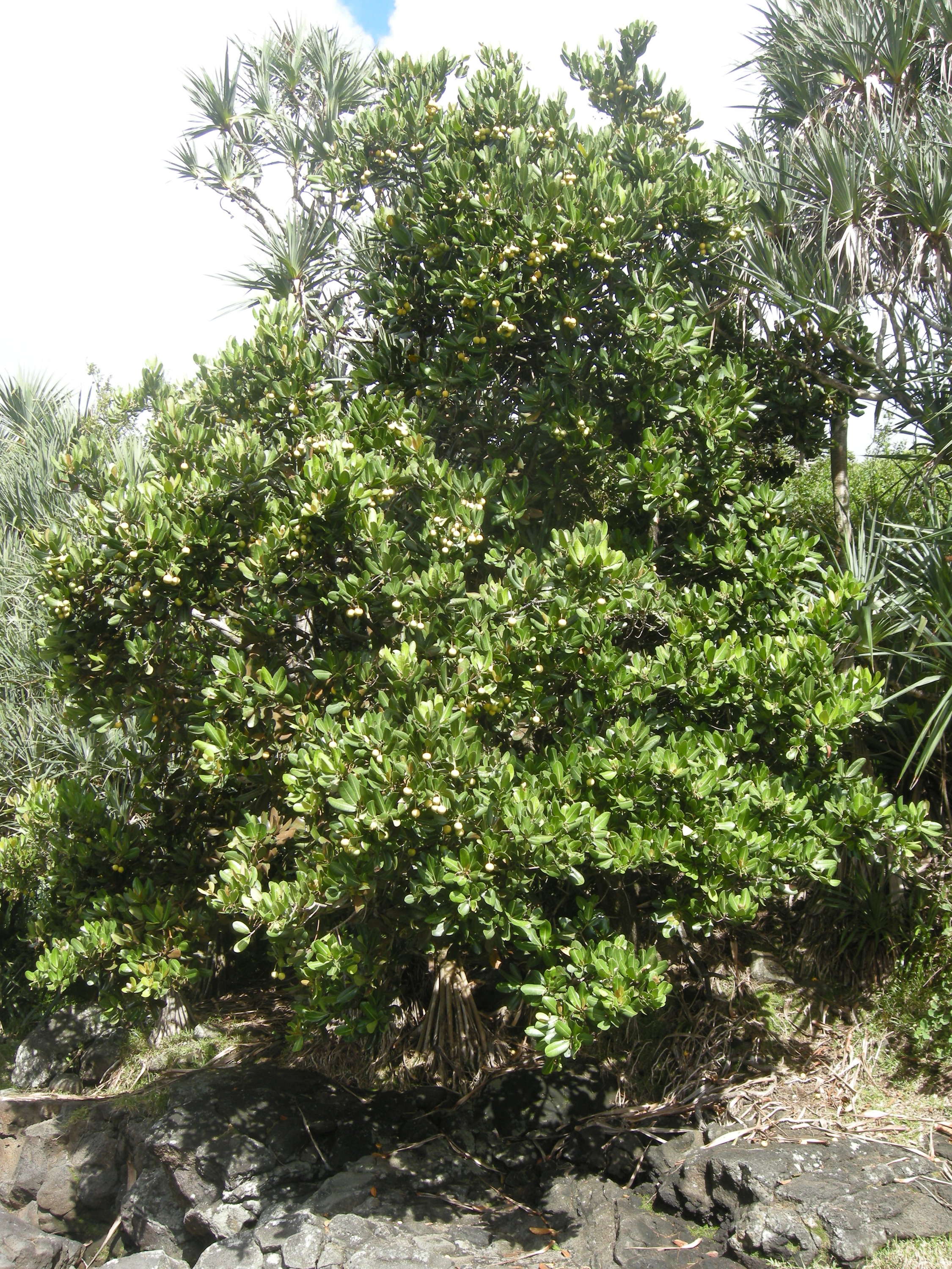 mimusops_coriacea2md