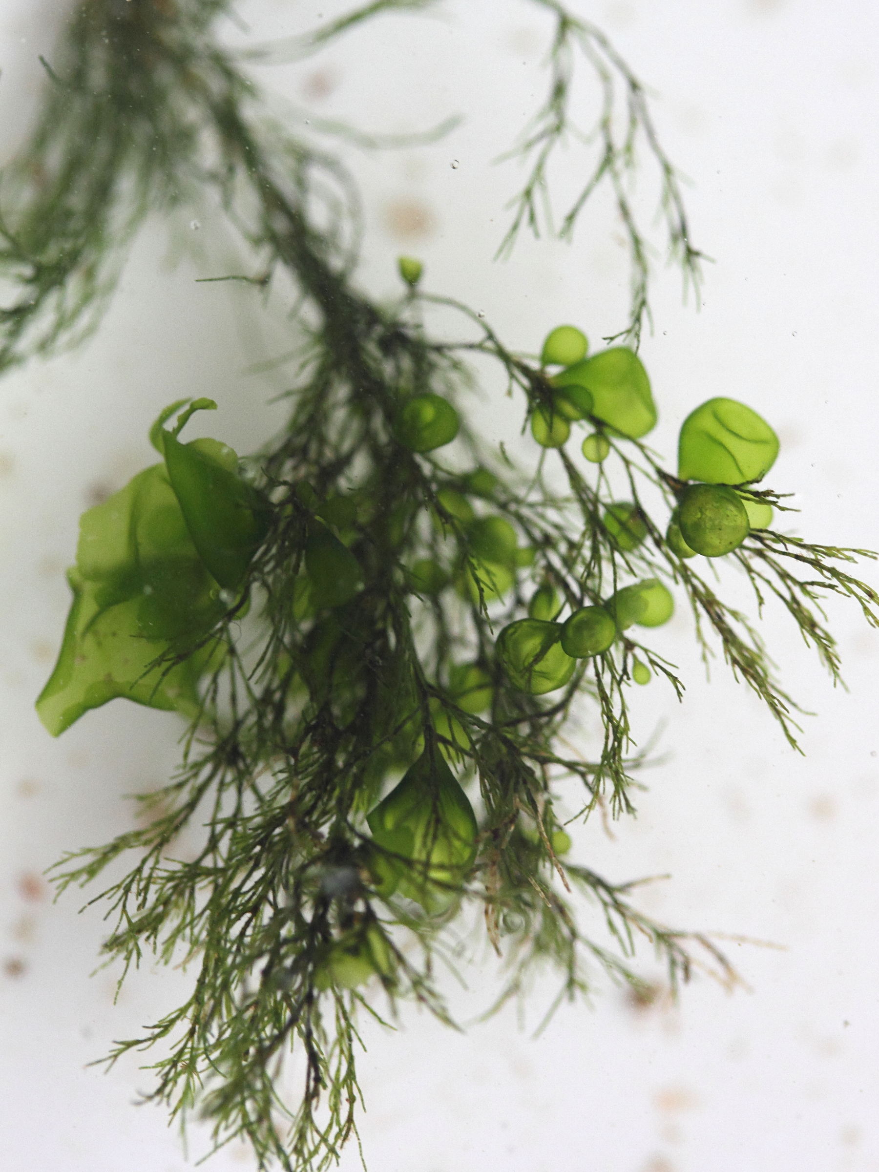 monostroma_grevillei1md