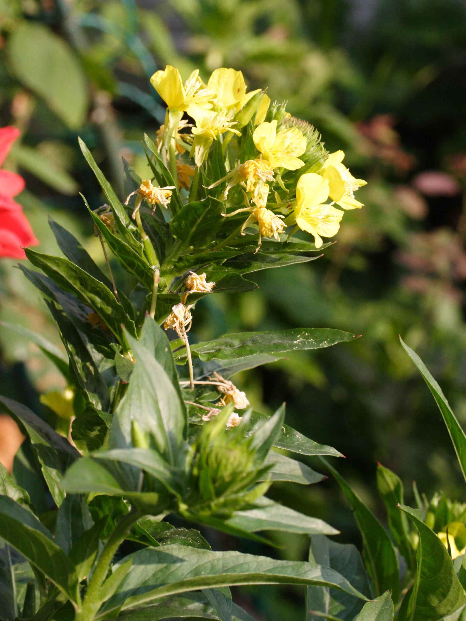 oenothera_issleri1md