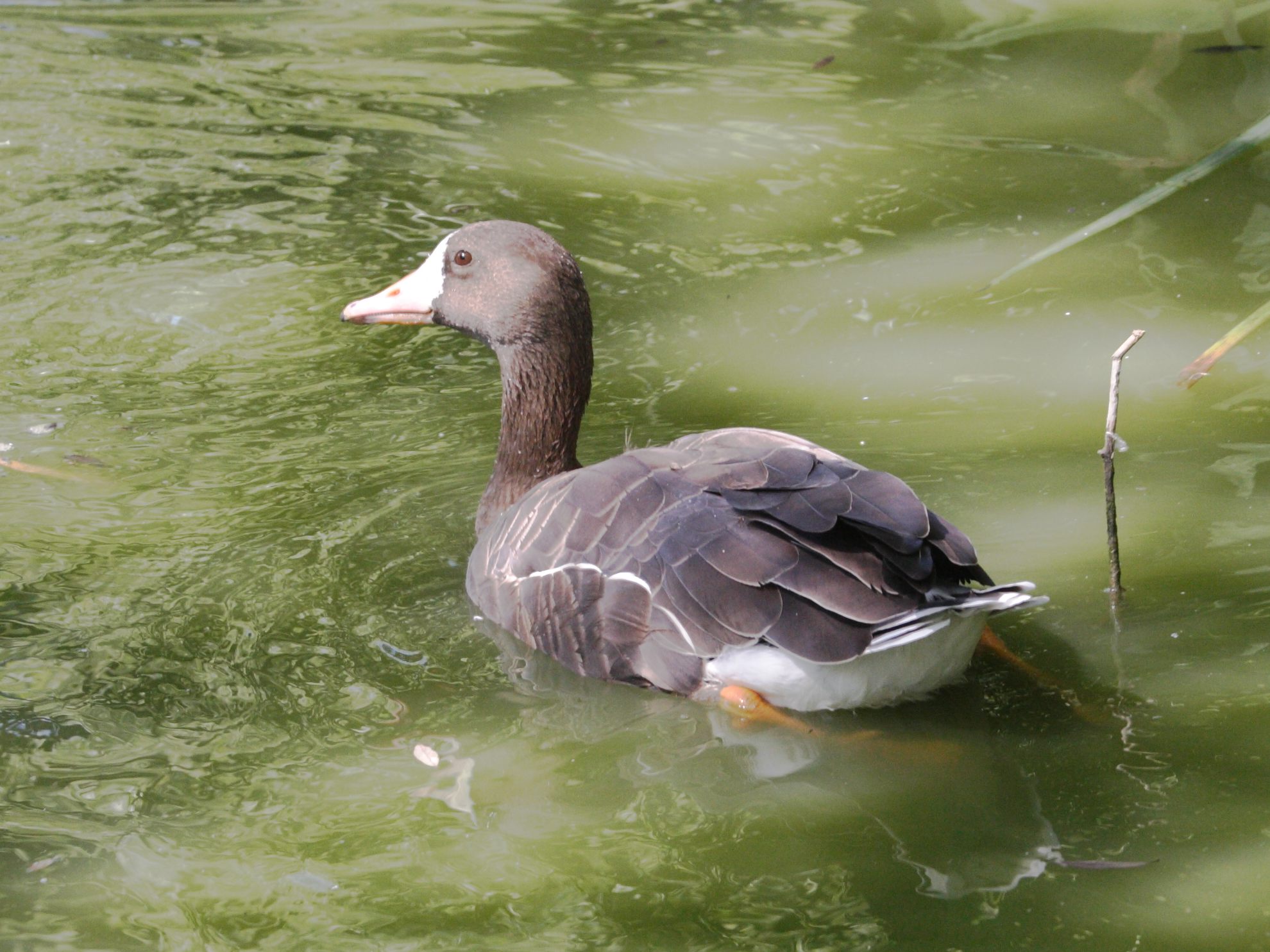 oie_rieuse_-_anser_albifrons3md