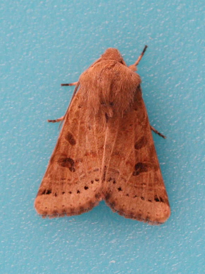 omphaloscelis_lunosa2md