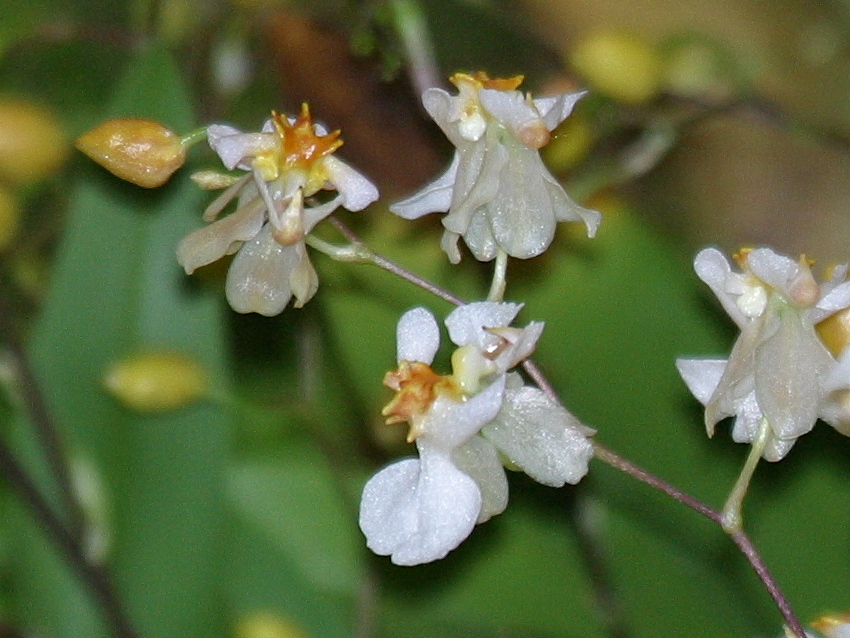 Afficher le média oncidium_ornithorhynchum2bd oncidium_ornithorhynchum2bd