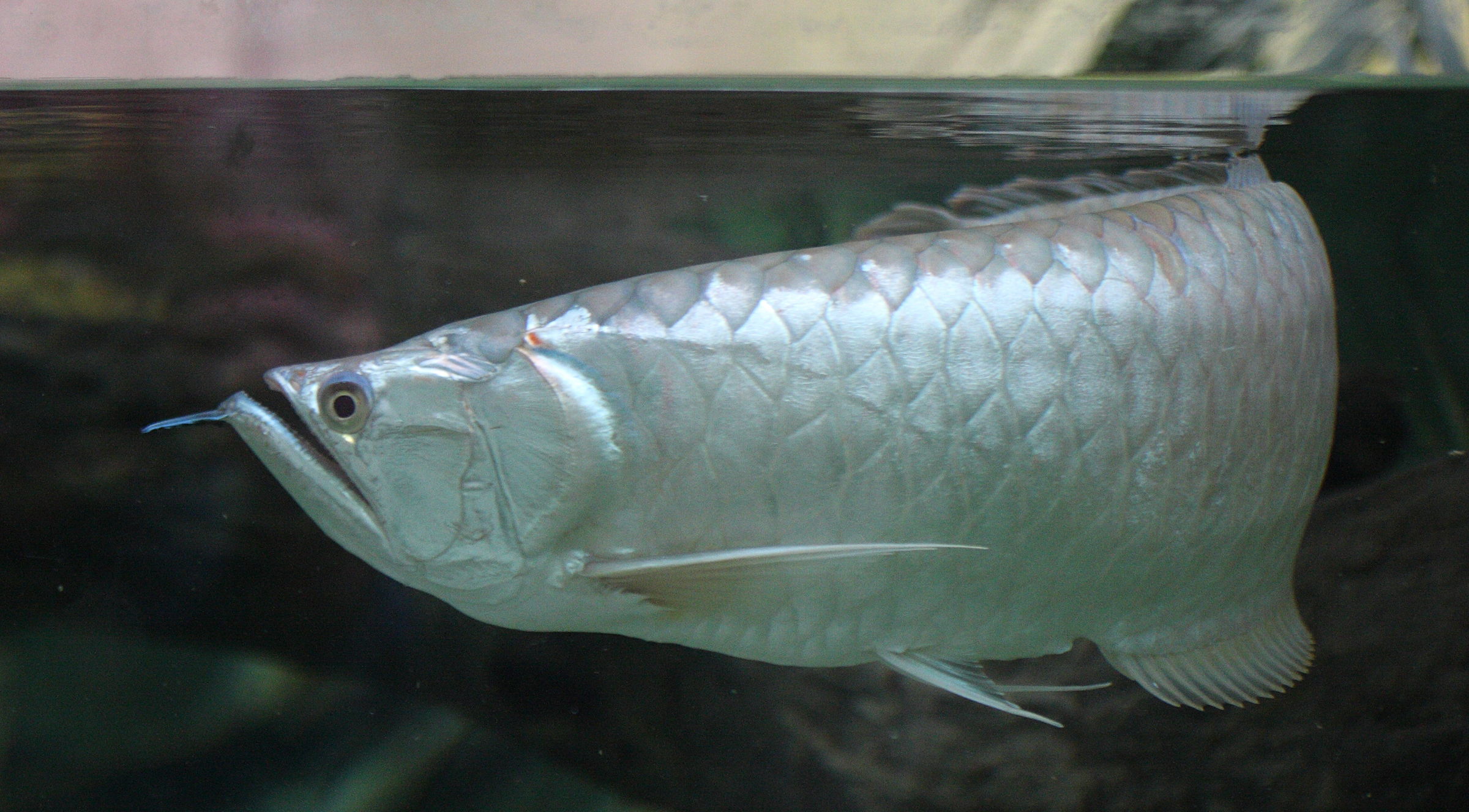 Afficher le média osteoglossum_bicirrhosum2bd osteoglossum_bicirrhosum2bd