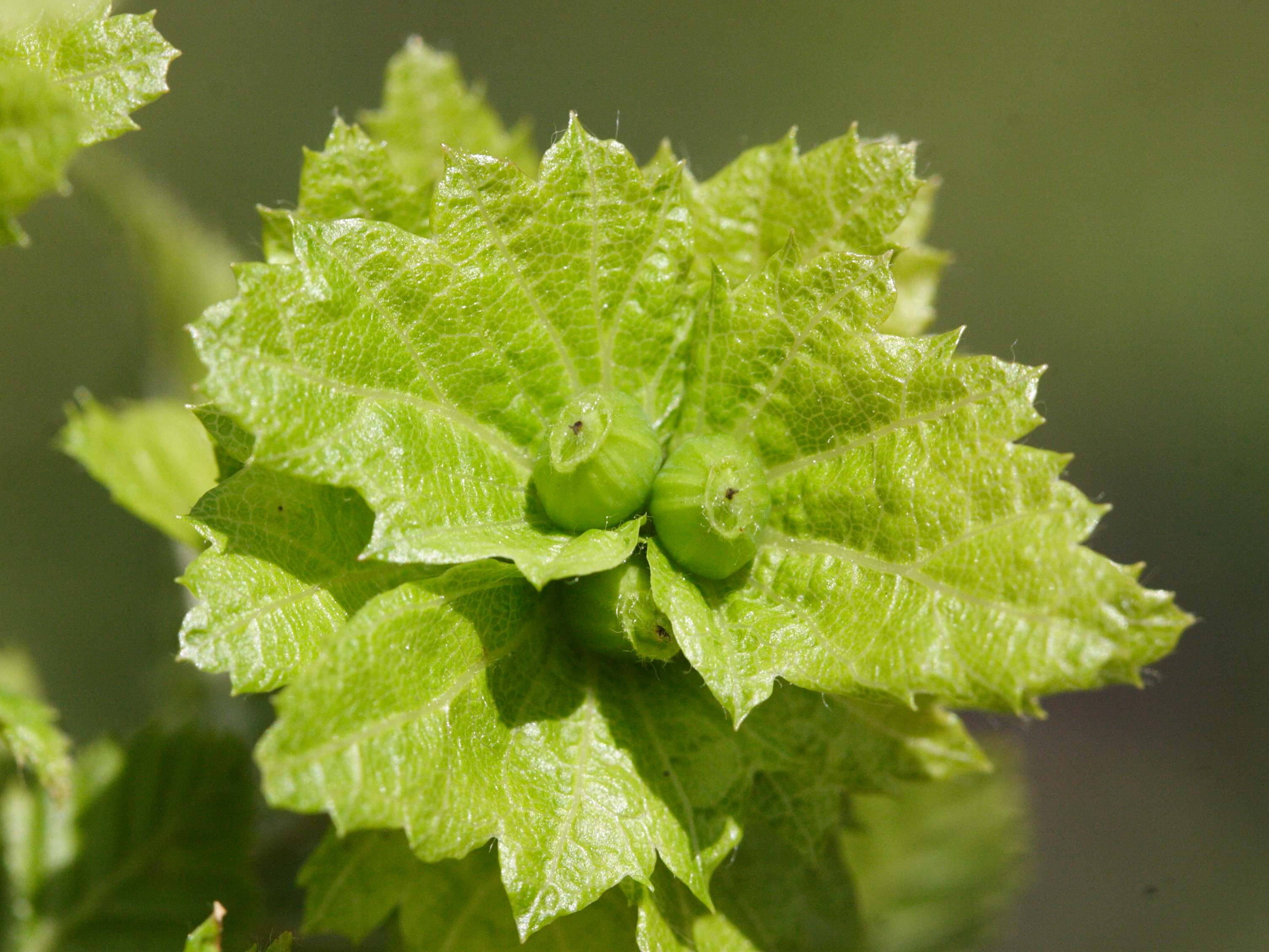 ostrya_carpinifolia6md