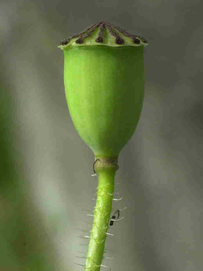 papaver_rhoeas2bmd