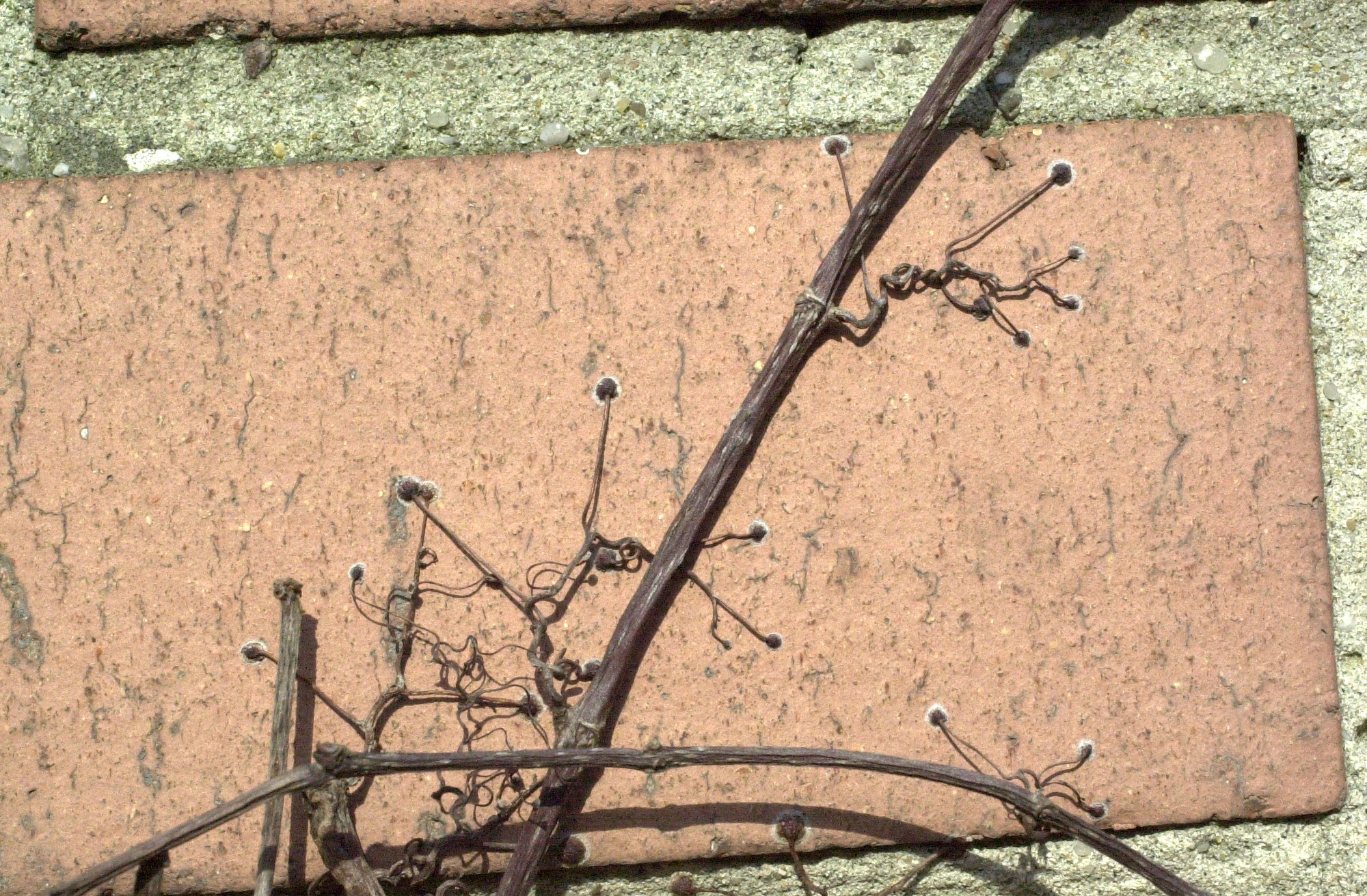 parthenocissus_tricuspidata2md