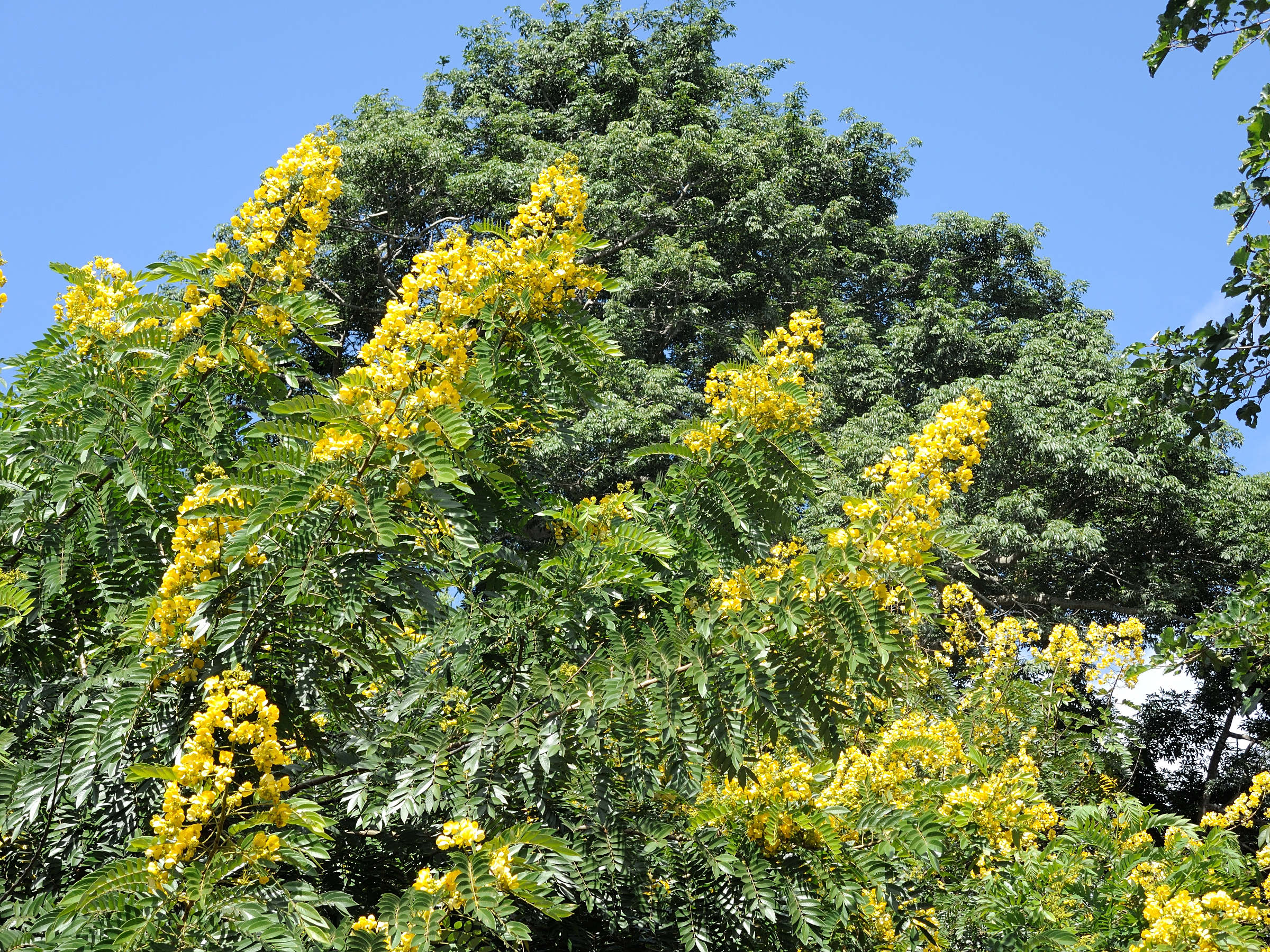 peltophorum_pterocarpum4md