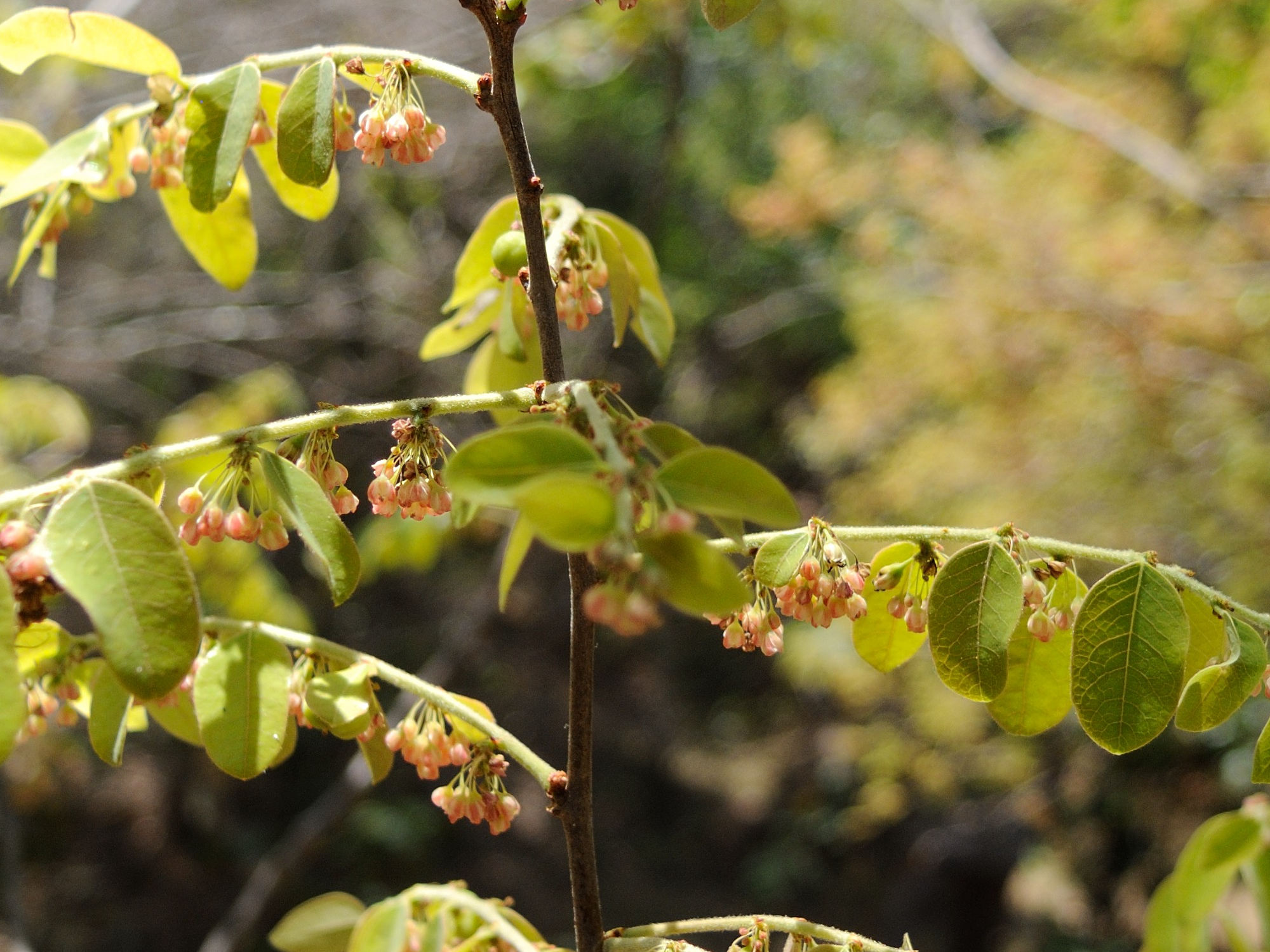 phyllanthus_catsicum2md