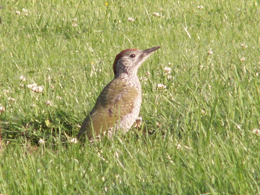 pic_vert_-_picus_viridis1bd