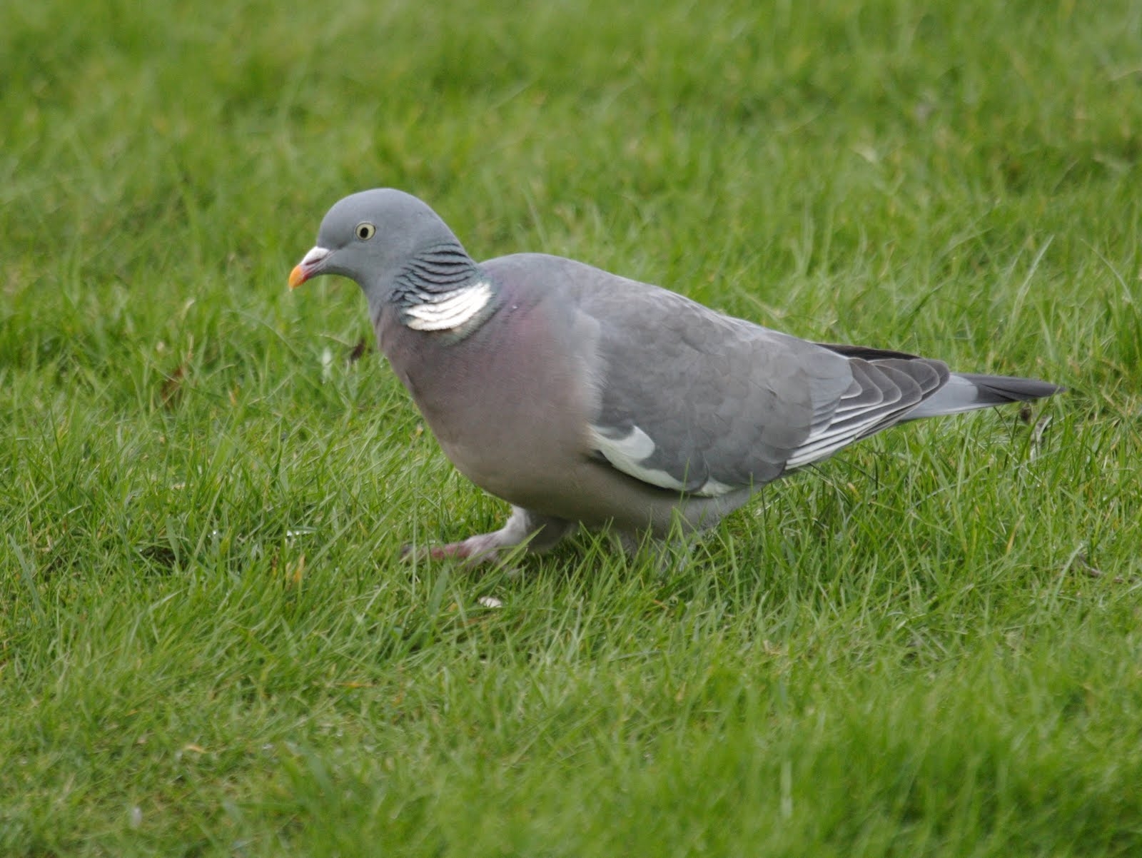 pigeon_ramier_-_columba_palumbus1amd