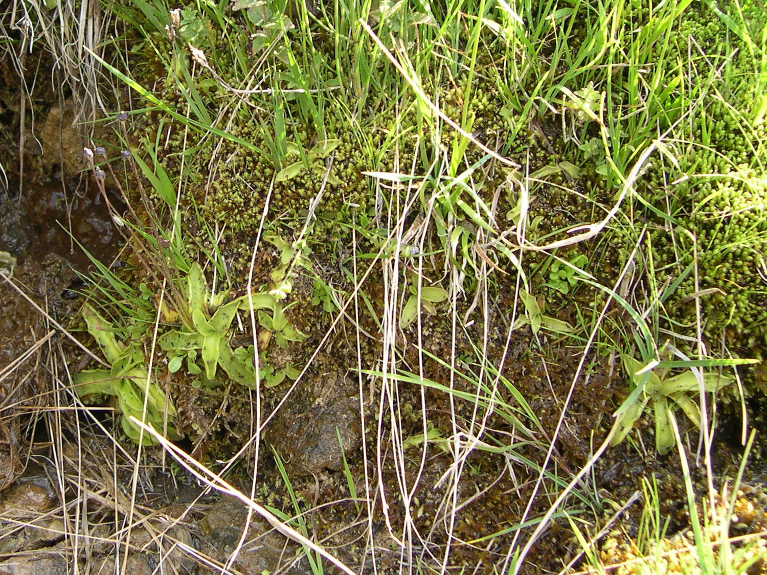 Afficher le média pinguicula_vulgaris1bmd pinguicula_vulgaris1bmd