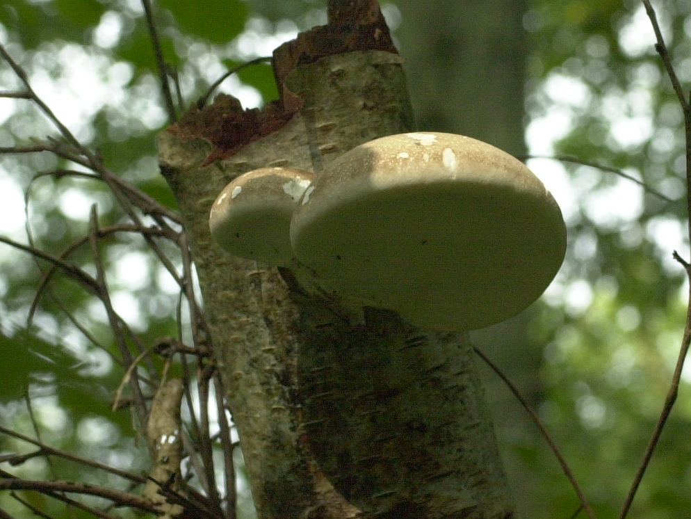 Afficher le média piptoporus_betulinus4bd piptoporus_betulinus4bd