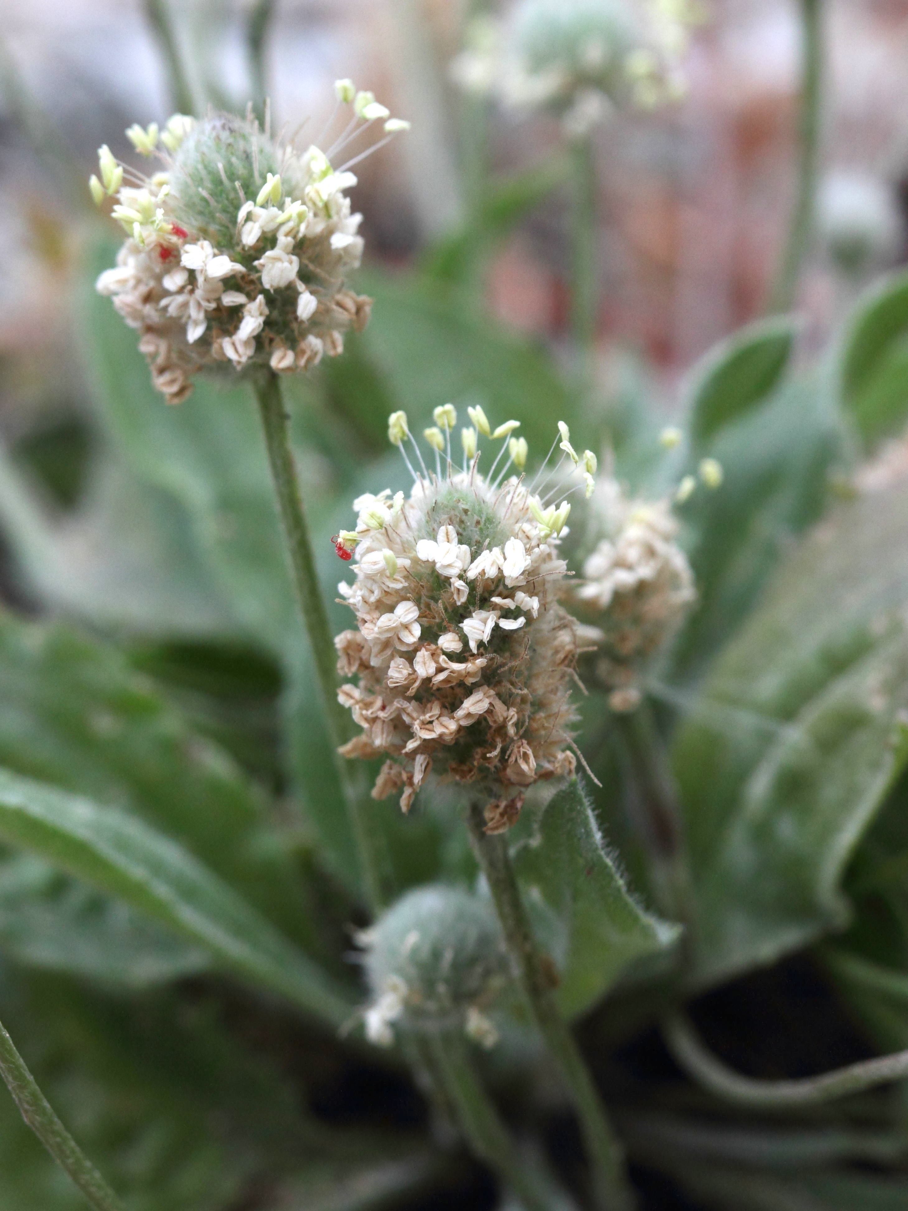 plantago_lagopus2bd