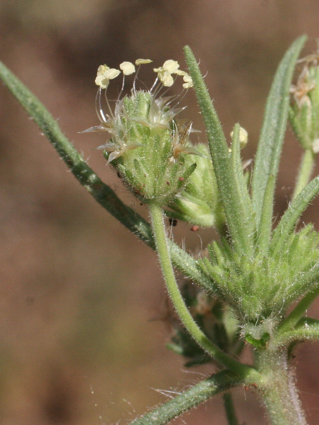 plantago_sempervirens3md