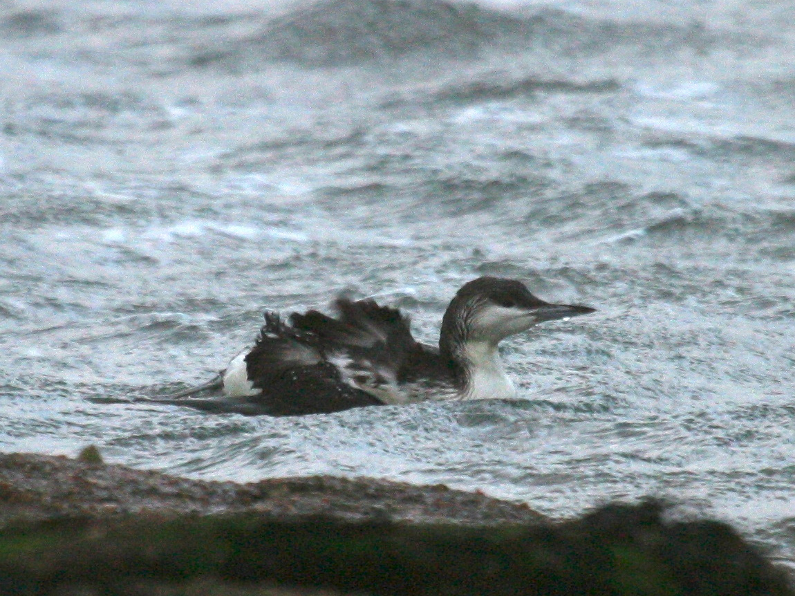 plongeon_imbrin_-_gavia_immer1bd