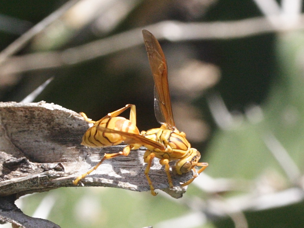 Polistes_olivaceus