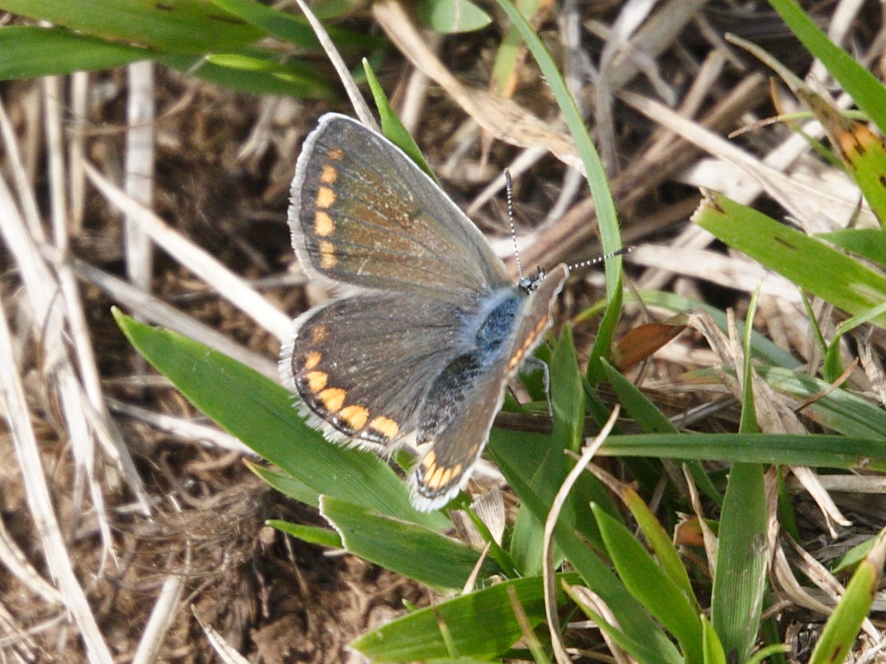 polyommatus_icarus3amd