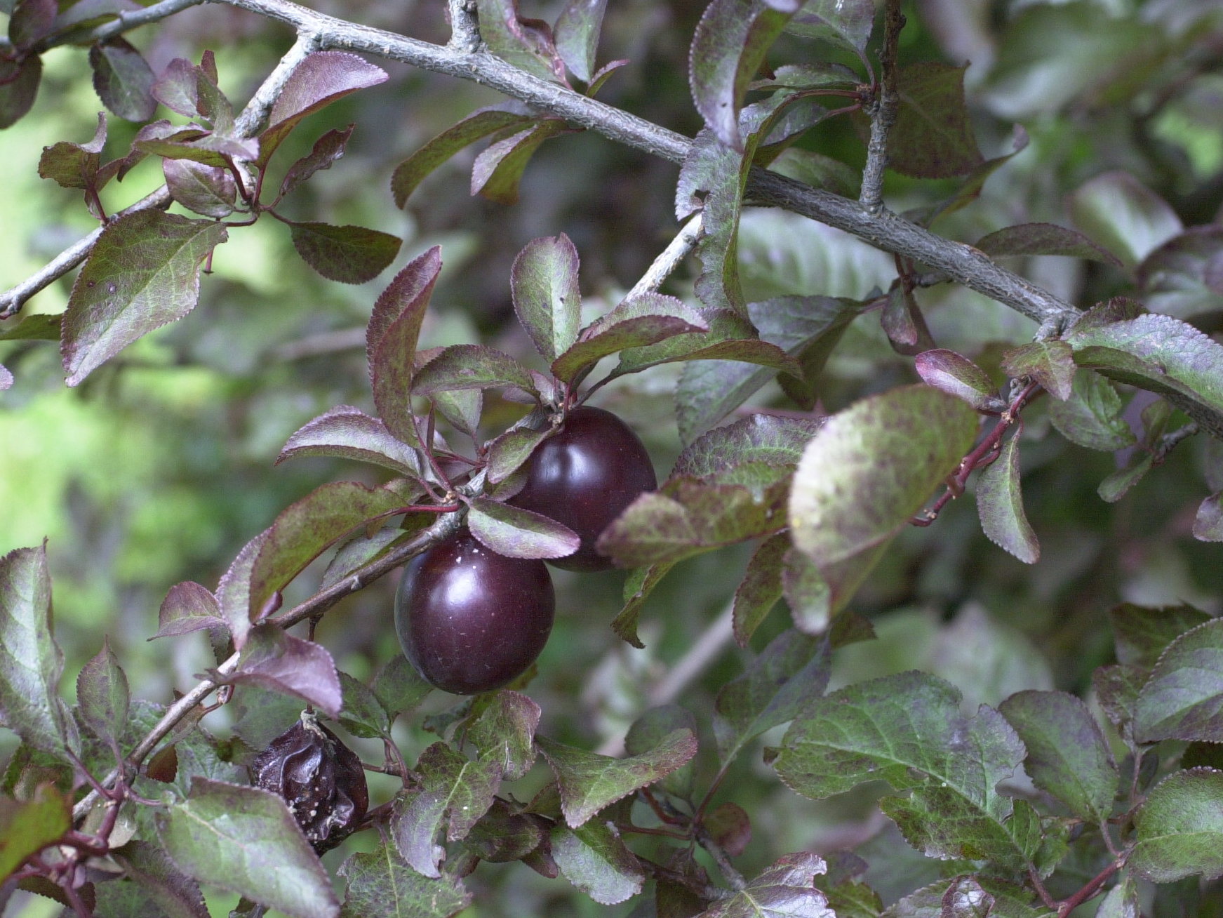 Afficher le média Prunus_cerasifera f. atropurpurea Prunus_cerasifera f. atropurpurea