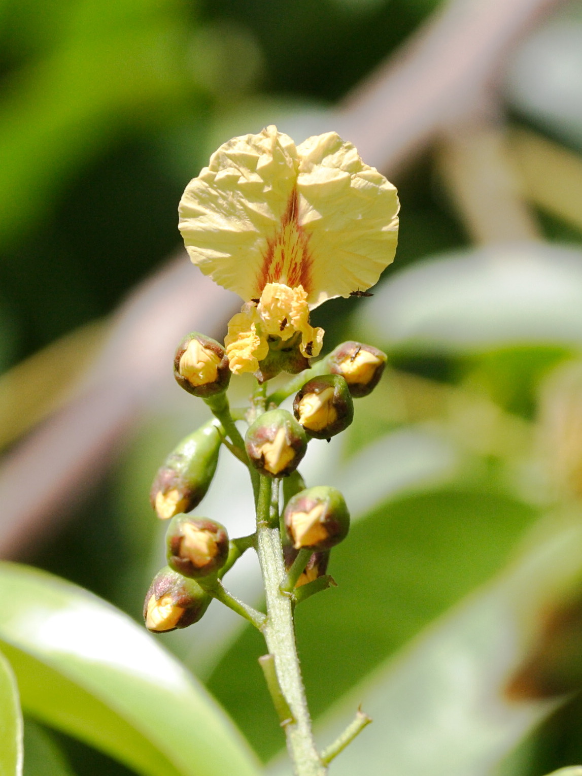 pterocarpus_officinalis8md