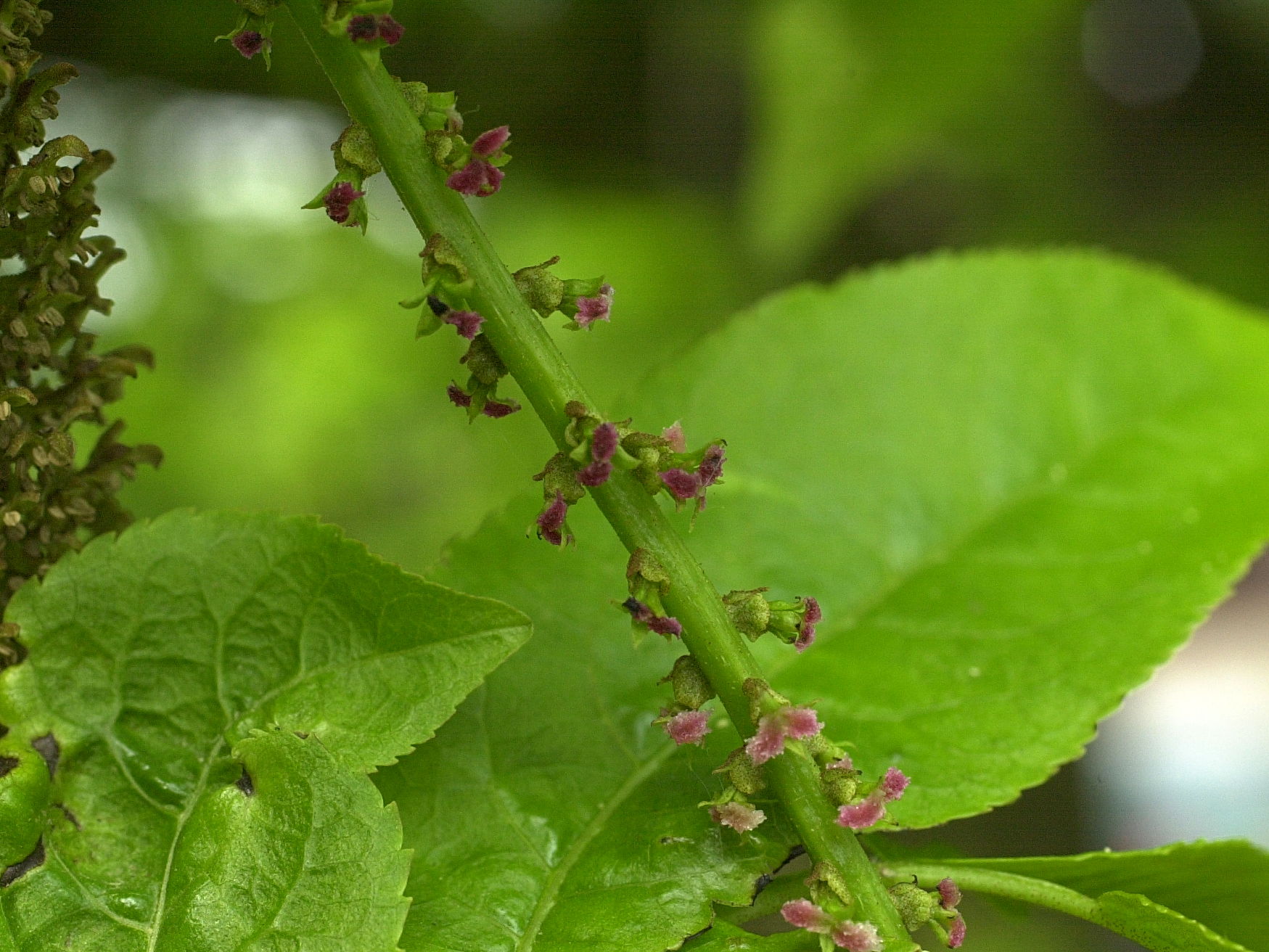 pterocarya_fraxinifolia6md