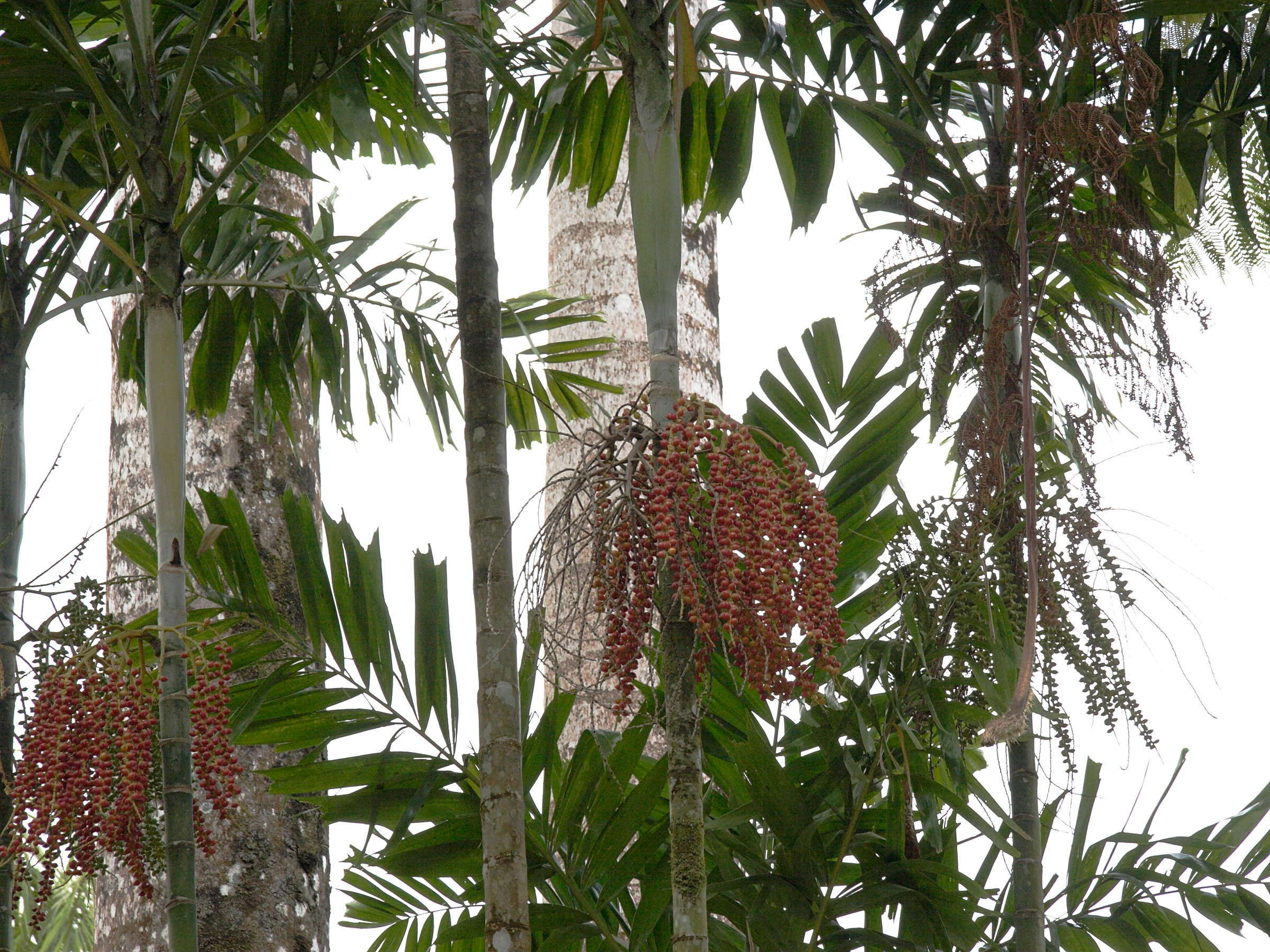 ptychosperma_elegans2md